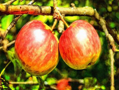 crop, apples, holiday, fruit, wealth, summer,