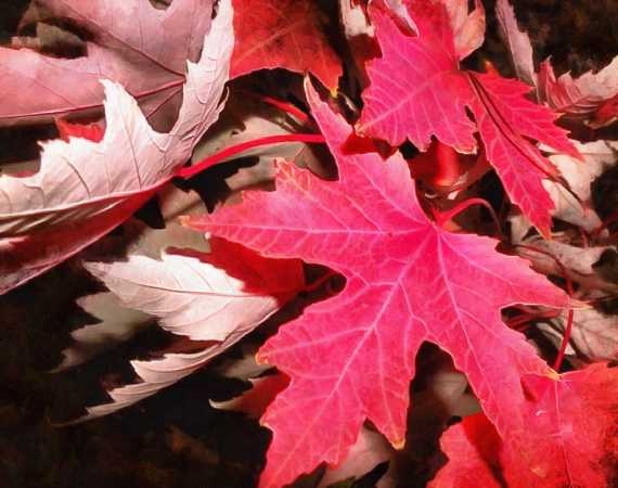 <br>leaf, maple leaf, autumn, red leaf,