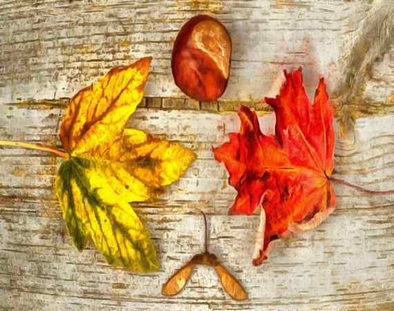 <br>leaves, autumn, brown, wooden flooring,