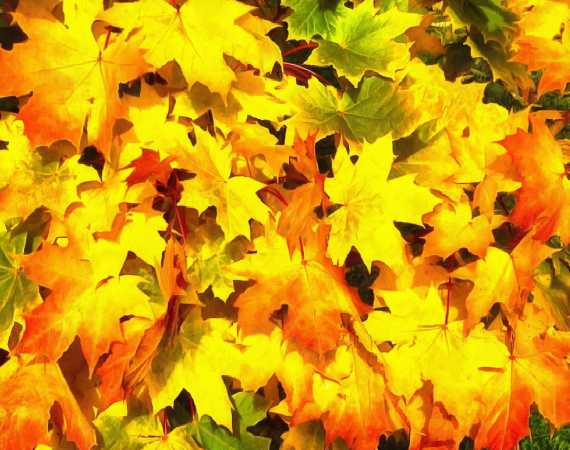 <br>autumn, leaves, yellow leaves, leaf,