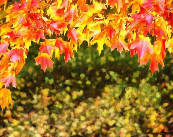 <br>autumn, red leaves,  leaves, leaf,