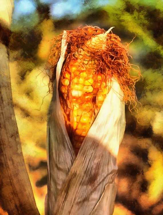 <br><br>Corn on the field, corn on the cob, corn cobs, corn seeds,