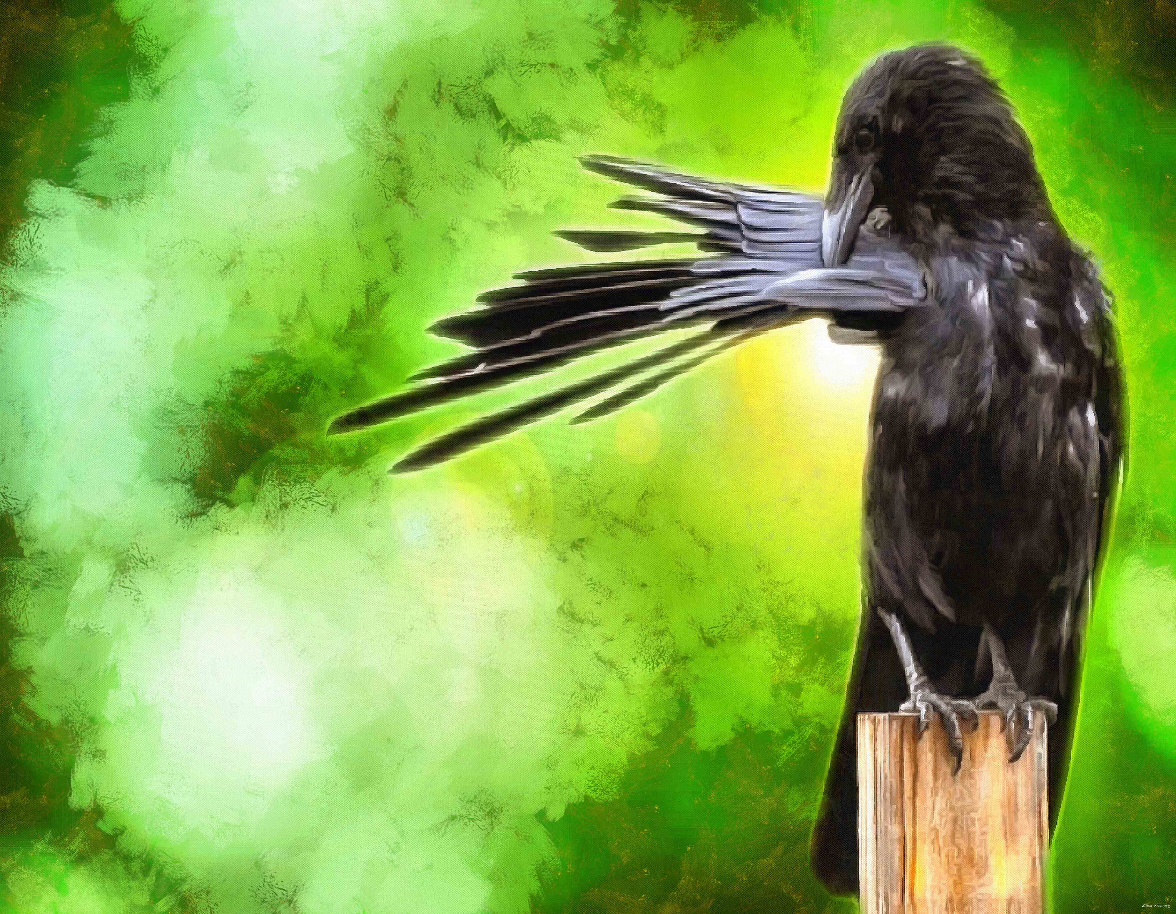 crow, flying, bird, birds, feathers, halloween, -  stock free photos, public domain images, download free images, free stock images, public domain