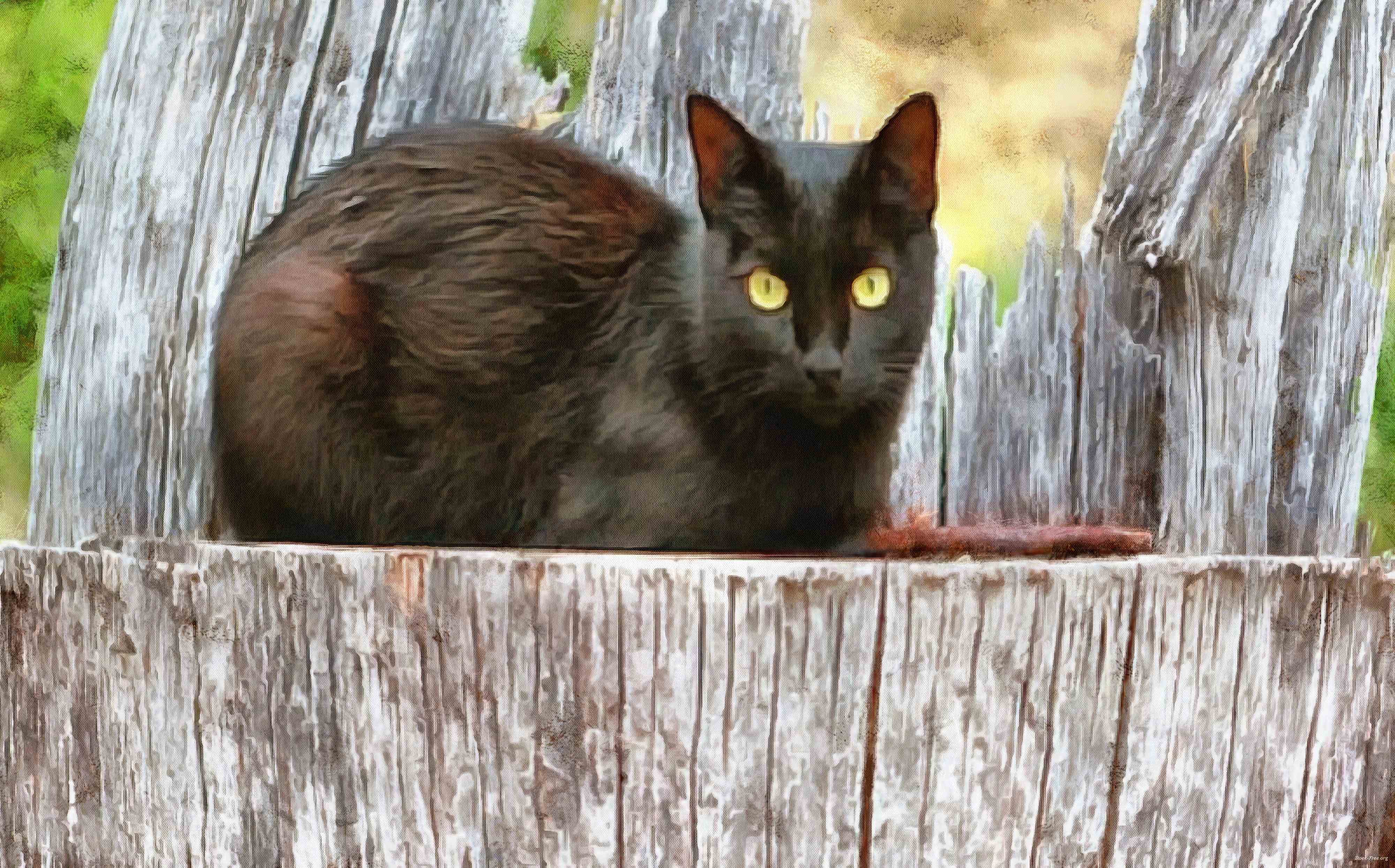 black cat, cat, kitten, furry, eyes, Purring, spooky, halloween,