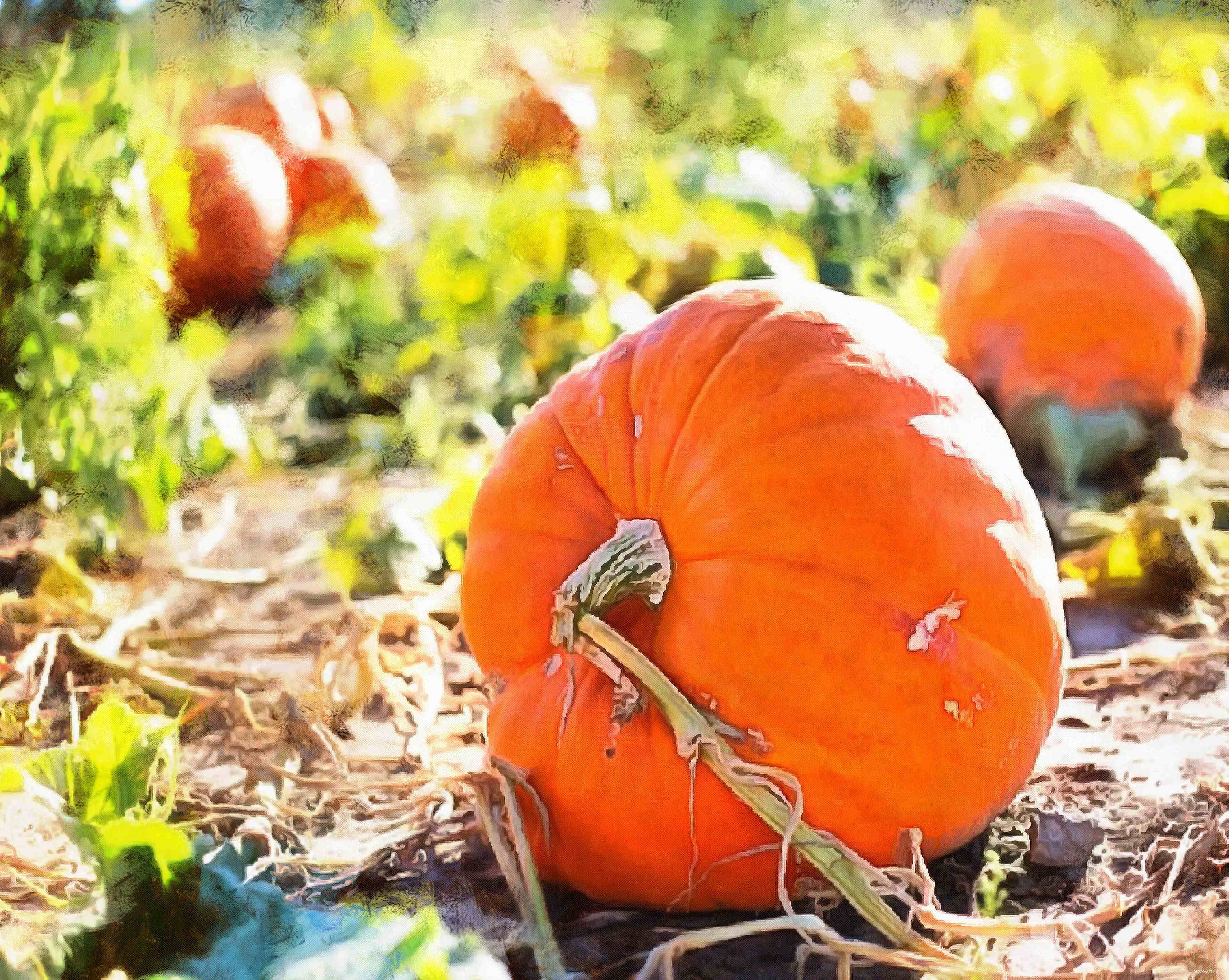 pumpkin, holiday, head, smile, vegetables, fun, - halloween, holiday, free images, public domain images, free stock images, download images, free pictures