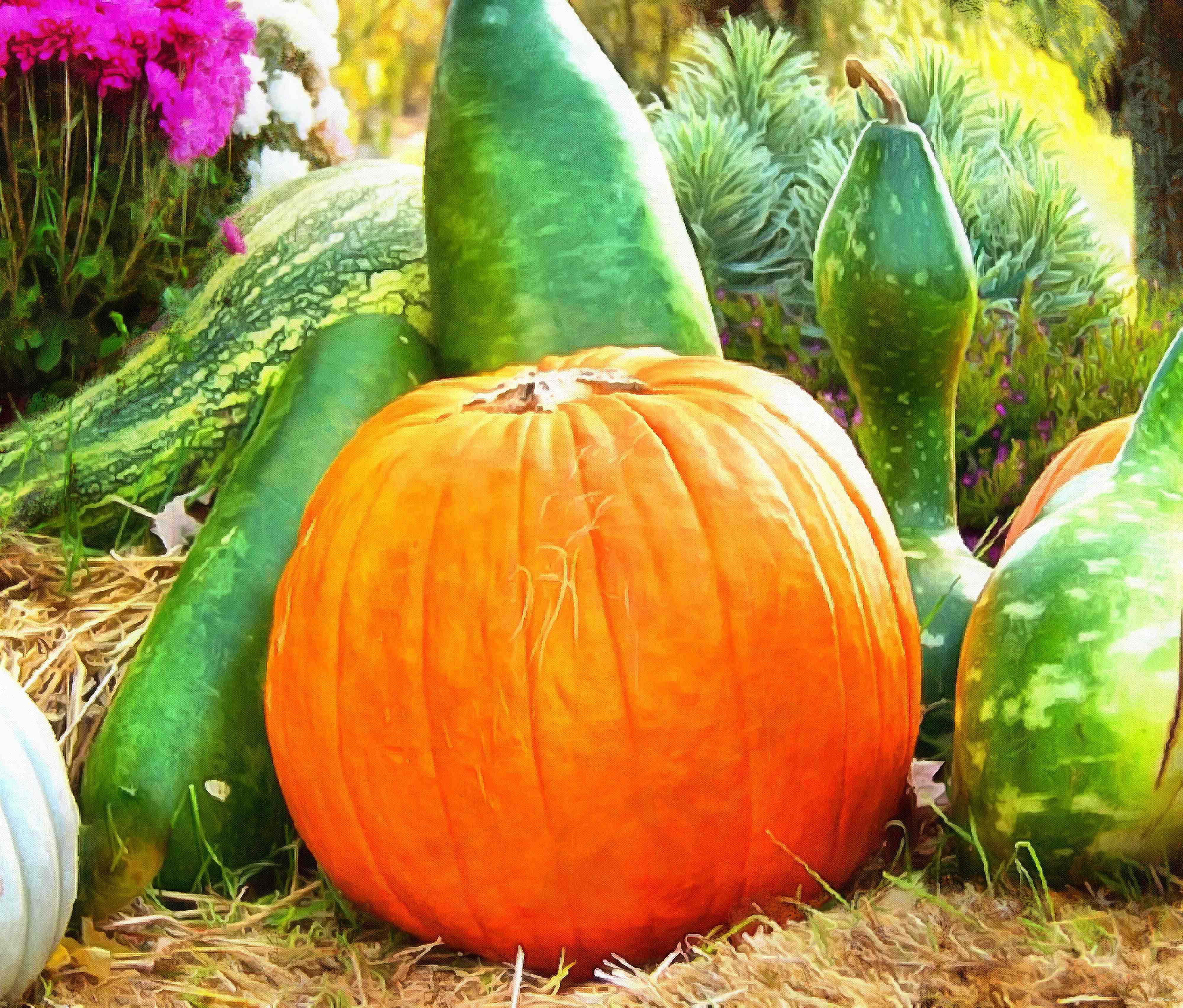 pumpkin, holiday, head, smile, vegetables, fun, - halloween, holiday, free images, public domain images, free stock images, download images, free pictures