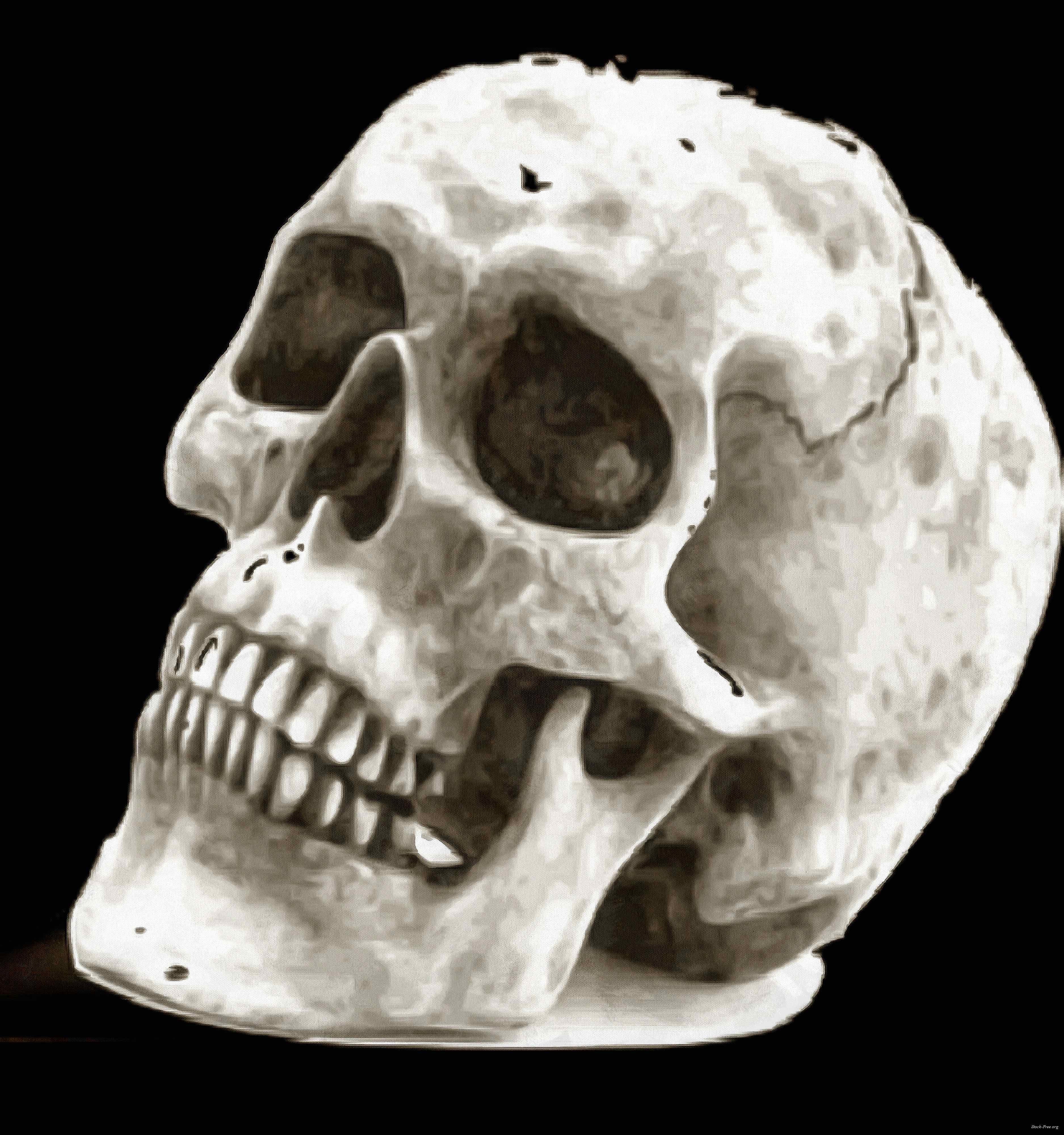 skull, head, bones, horror, skeleton, fear, smile, halloween - halloween free image, free images, public domain images, stock free images, download image for free, halloween stock free images