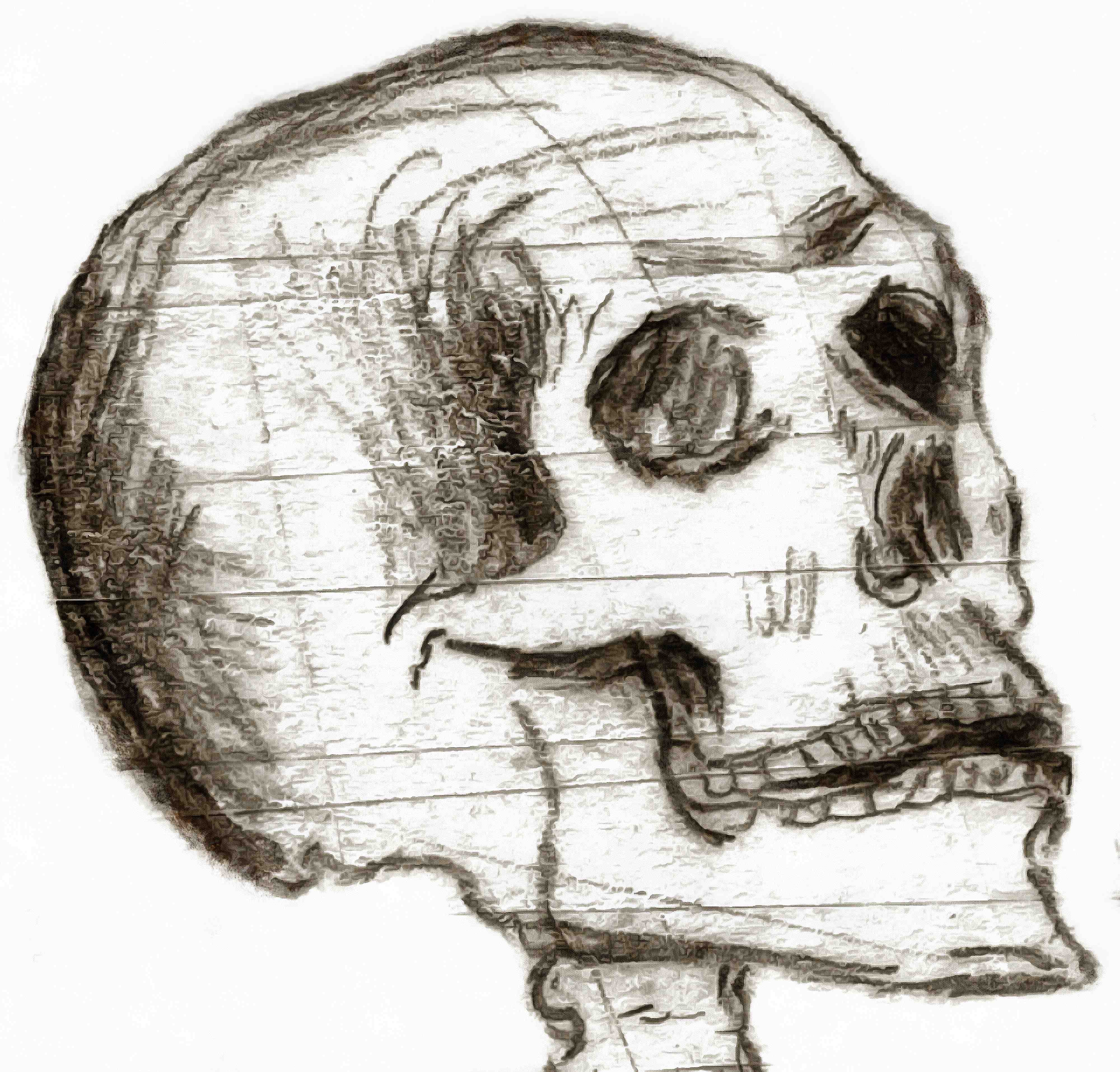 skull, head, bones, horror, skeleton, fear, smile, halloween - halloween free image, free images, public domain images, stock free images, download image for free, halloween stock free images