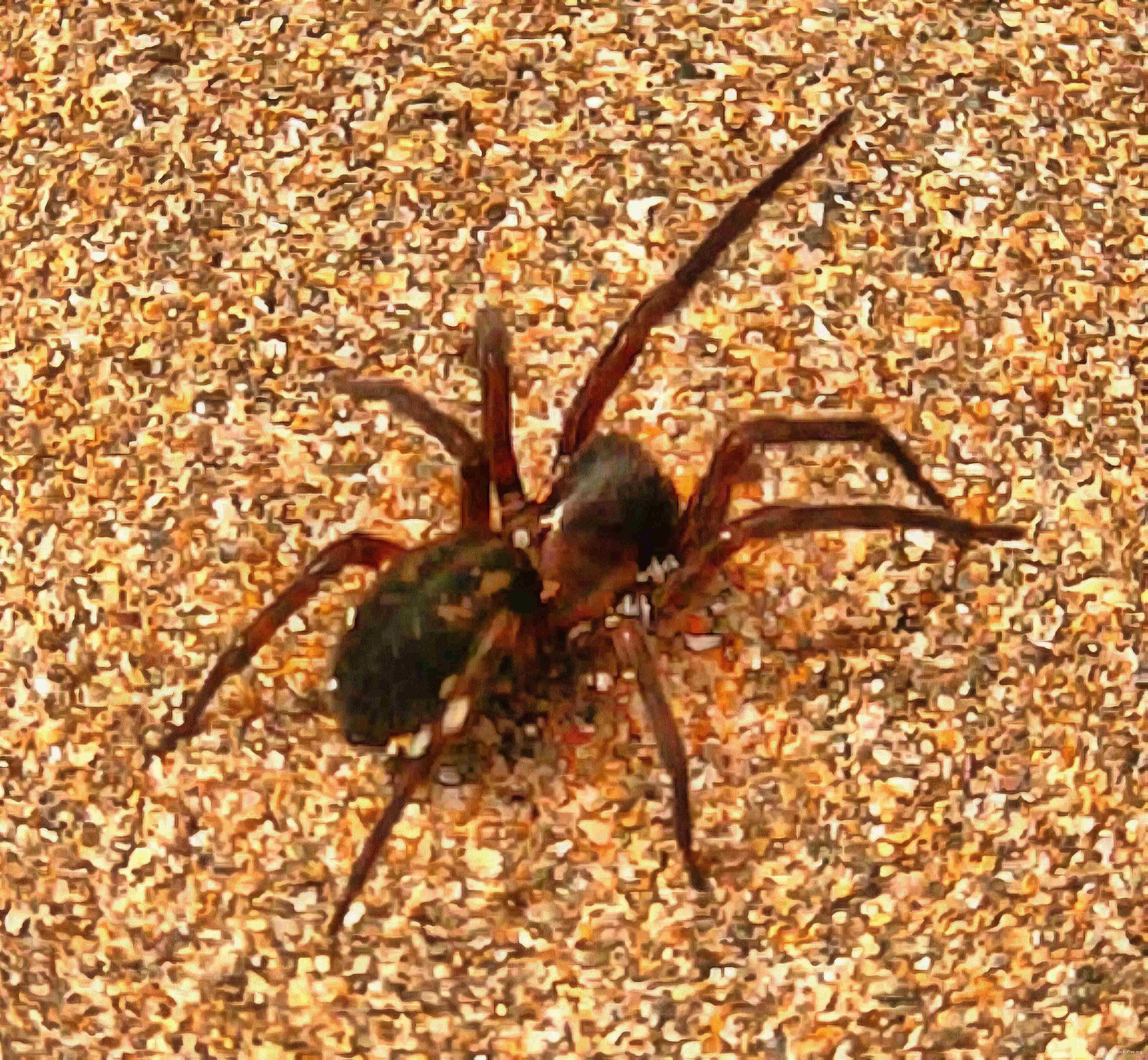 spider, spiders, horror, arachnids, villi, legs, scary, cobweb, insects, halloween, - stock free images, public domain, free images, download images for free, public domain photos, free stock image 