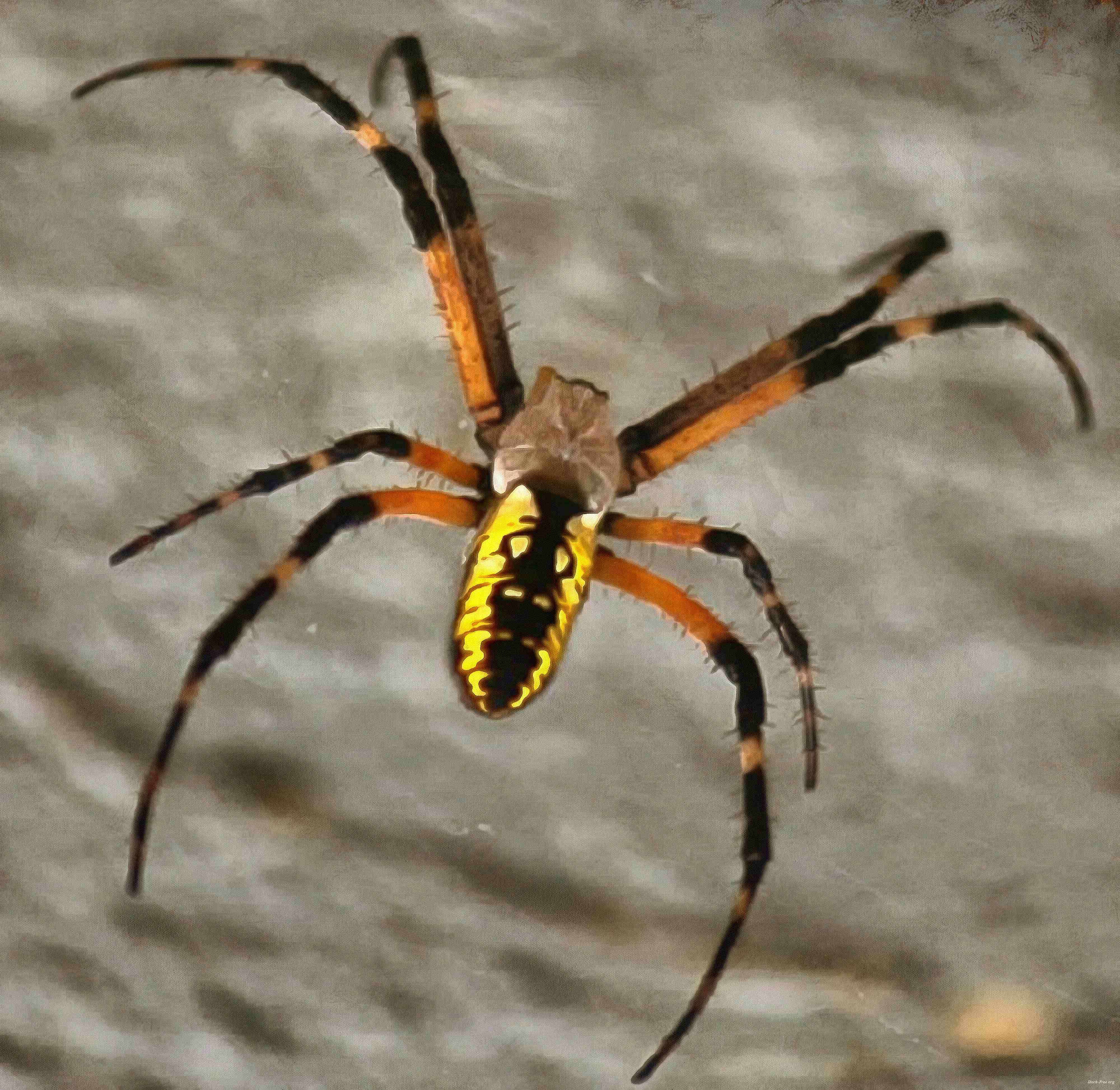 spider, spiders, horror, arachnids, villi, legs, scary, cobweb, insects, halloween, - stock free images, public domain, free images, download images for free, public domain photos, free stock image 