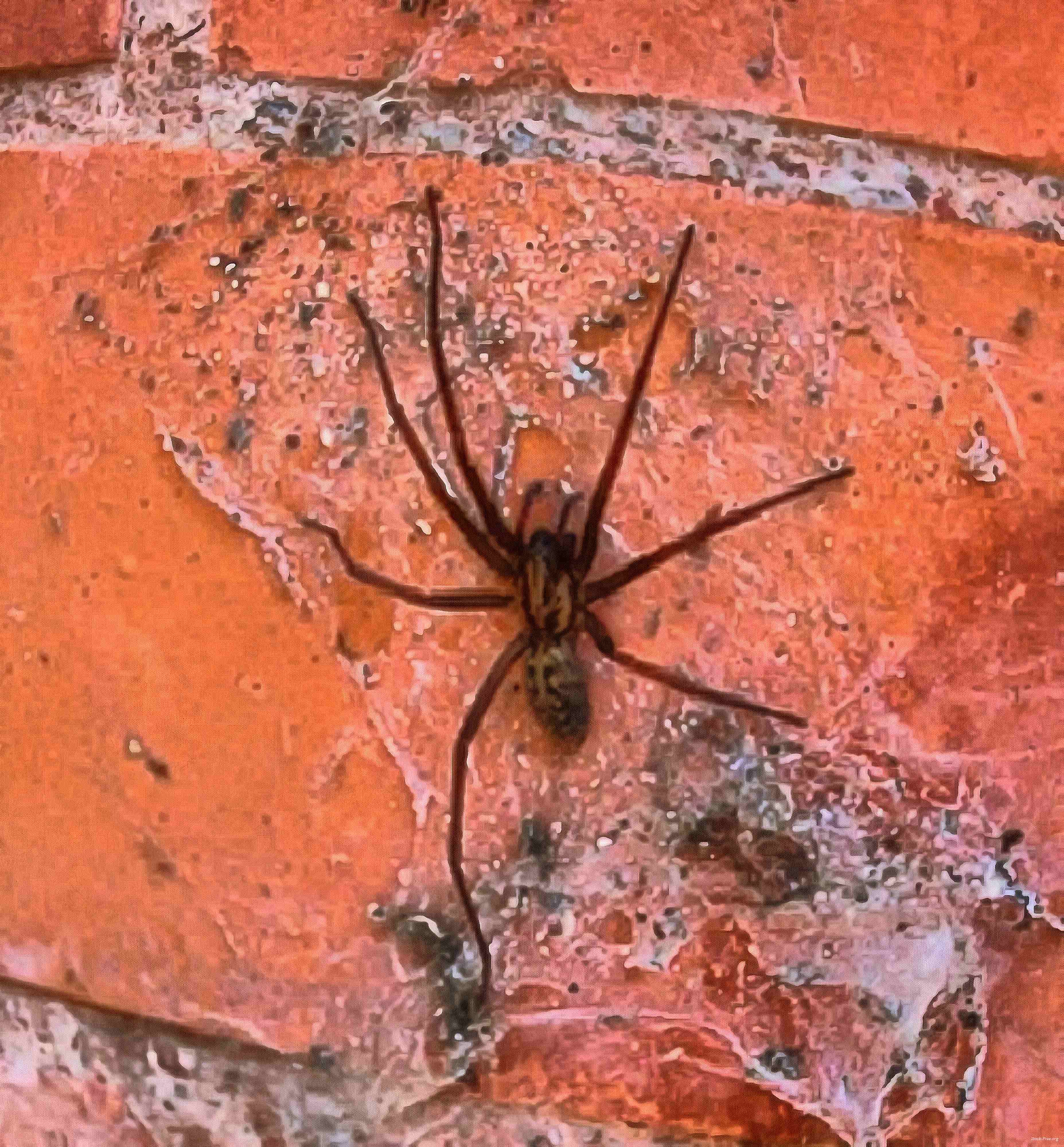 spider, spiders, horror, arachnids, villi, legs, scary, cobweb, insects, halloween, - stock free images, public domain, free images, download images for free, public domain photos, free stock image 