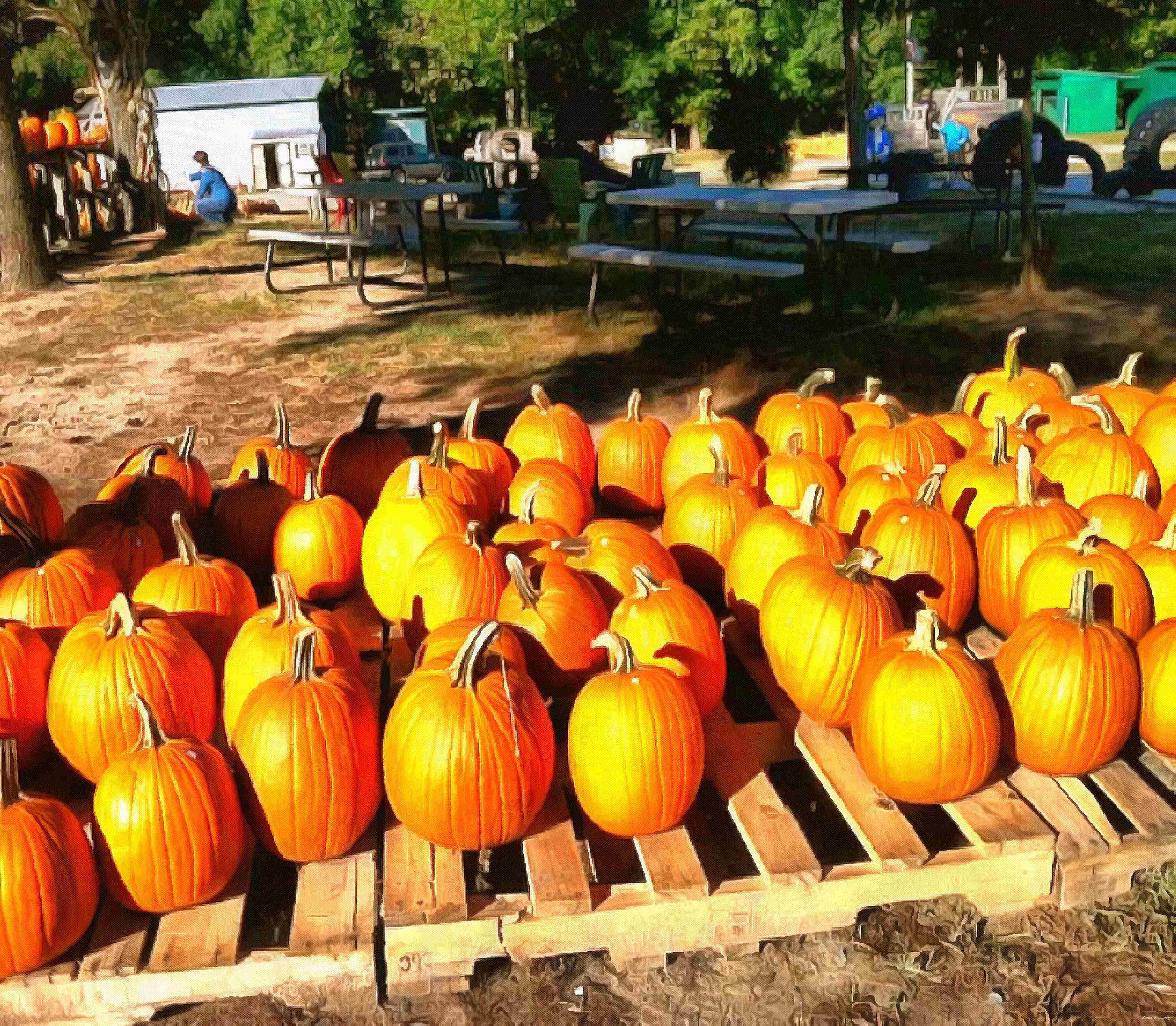 pumpkin, vegetable, celebration, Pumpkin  - halloween, free photos, free images, free stock photos, public domain images, stock free images, download free images  