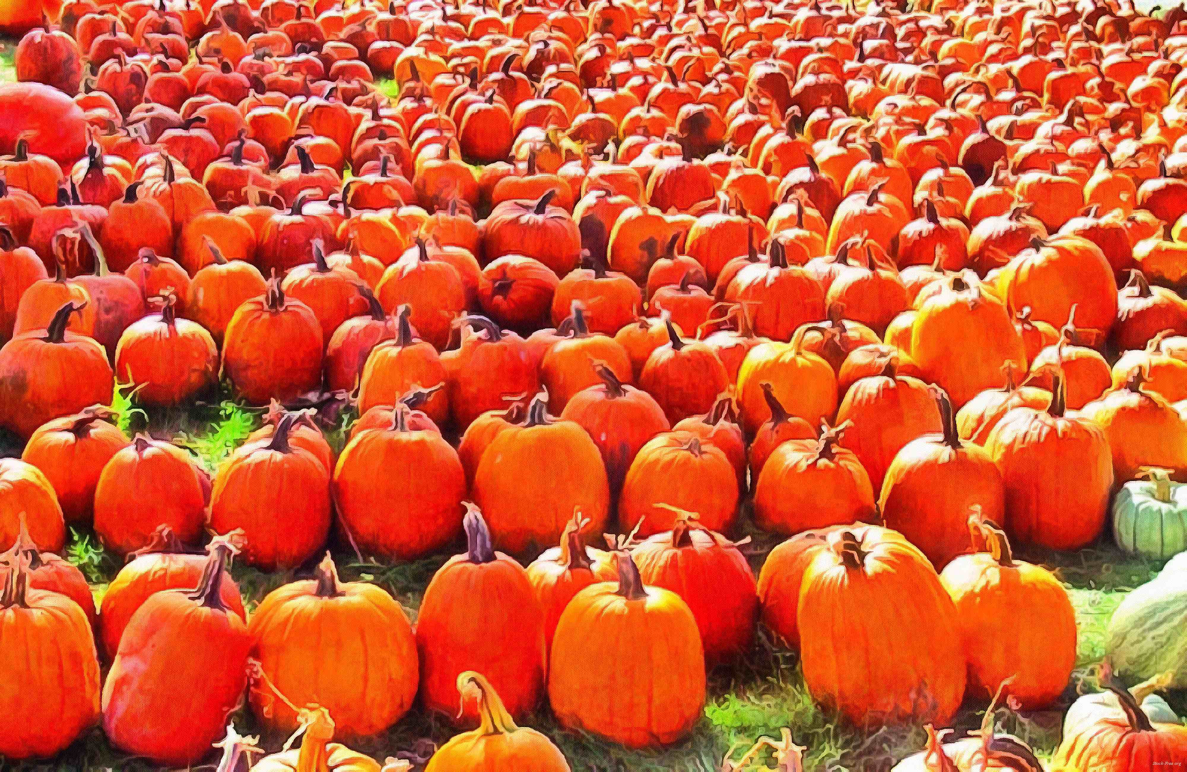 halloween, horror, skary, all Saints Day, celebration, Pumpkin  - halloween, free photos, free images, free stock photos, public domain images, stock free images, download free images