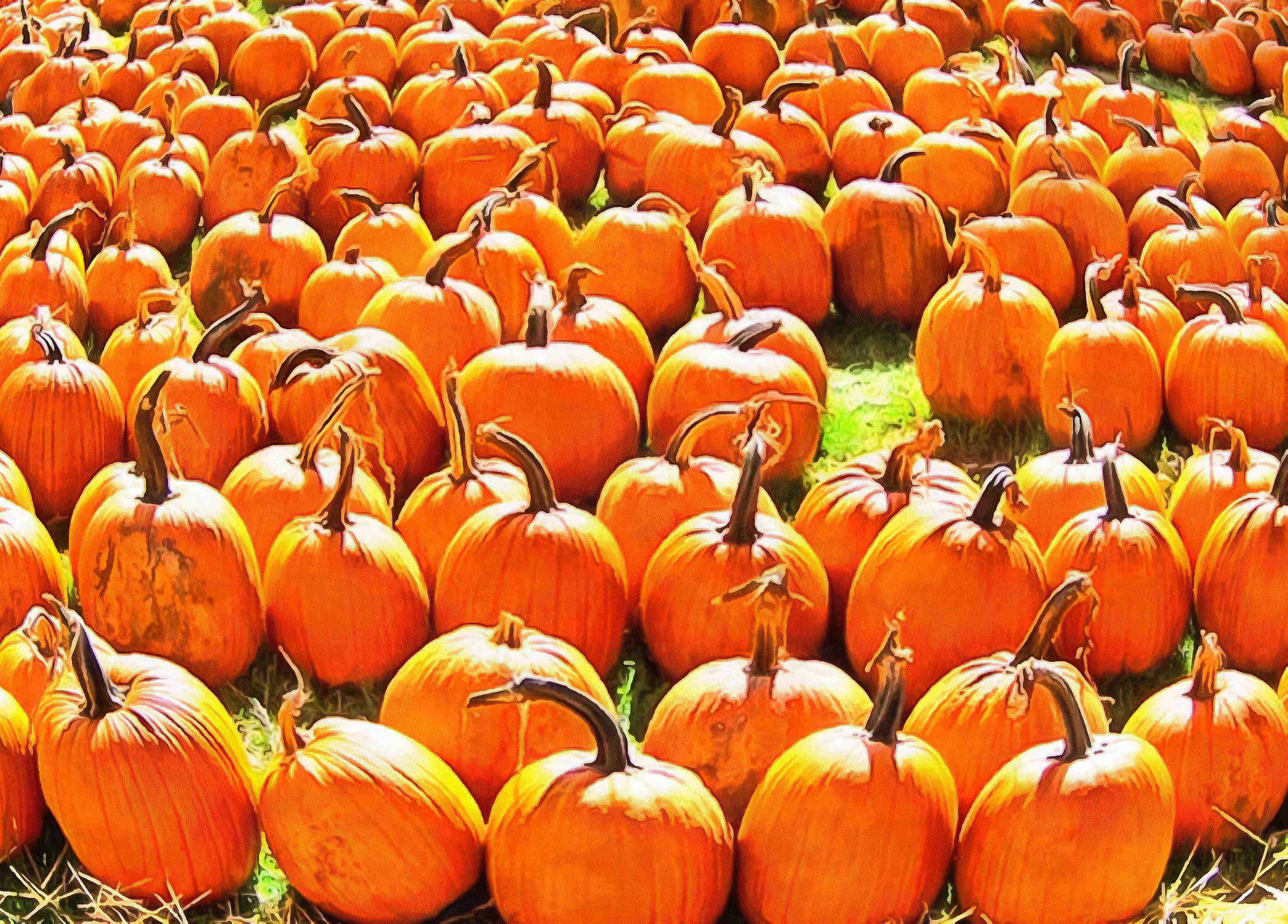 halloween, horror, skary, all Saints Day, celebration, Pumpkin  - halloween, free photos, free images, free stock photos, public domain images, stock free images, download free images