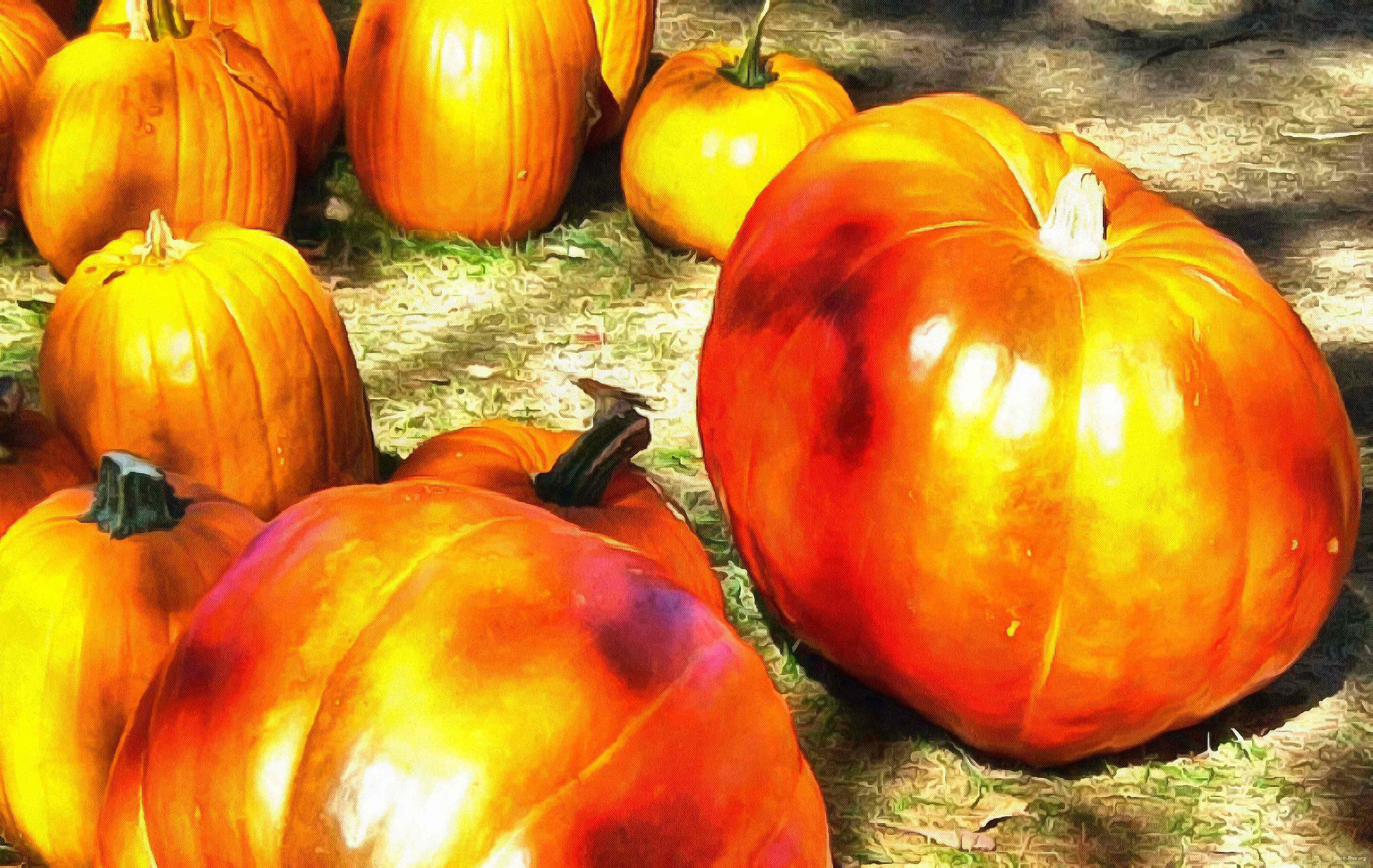 сelebration, pumpkin, holiday, lots of pumpkins, garden, spooky, halloween -  stock free photos, public domain images, download free images, free stock images, public domain