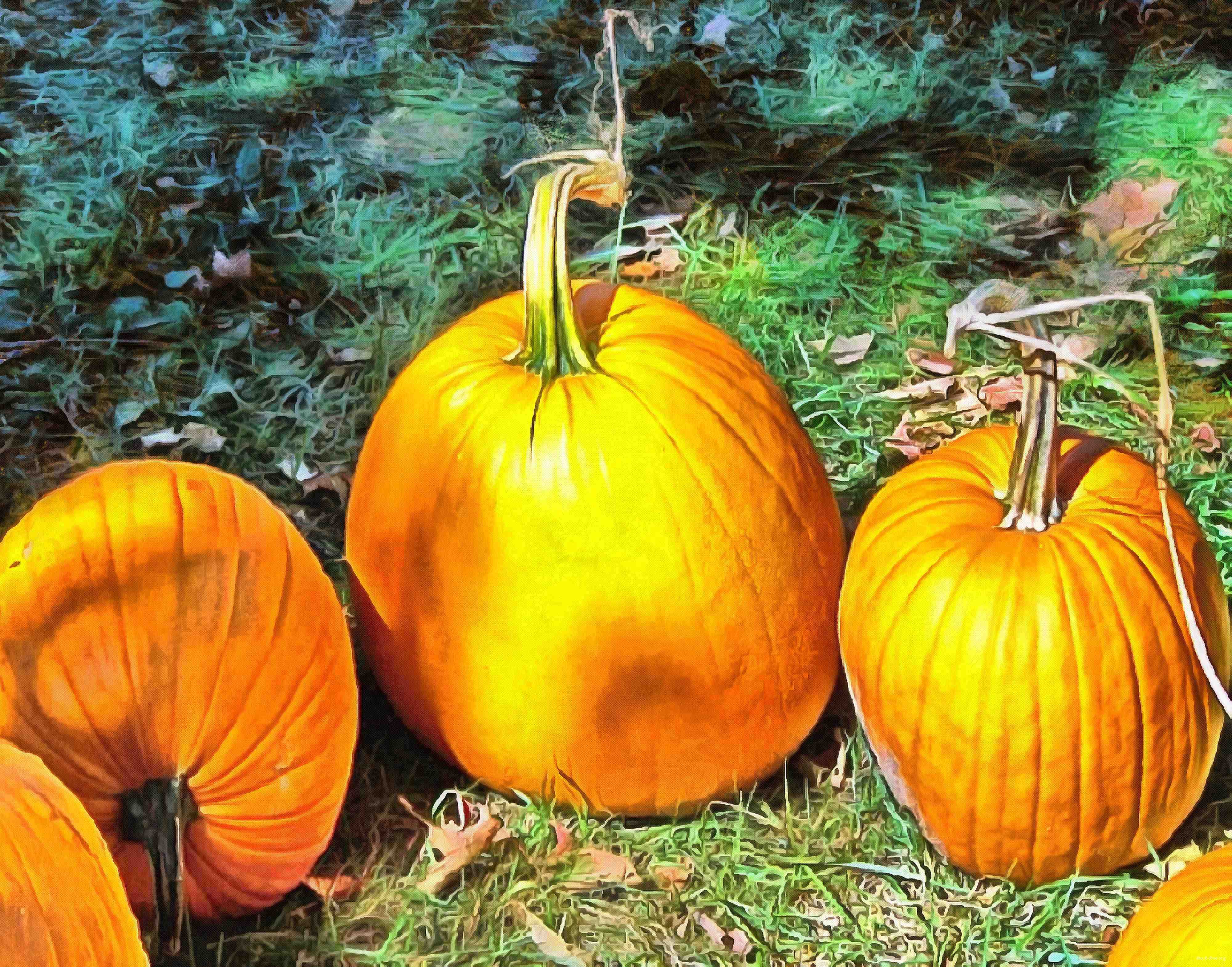 сelebration, pumpkin, holiday, lots of pumpkins, garden, spooky, halloween -  stock free photos, public domain images, download free images, free stock images, public domain