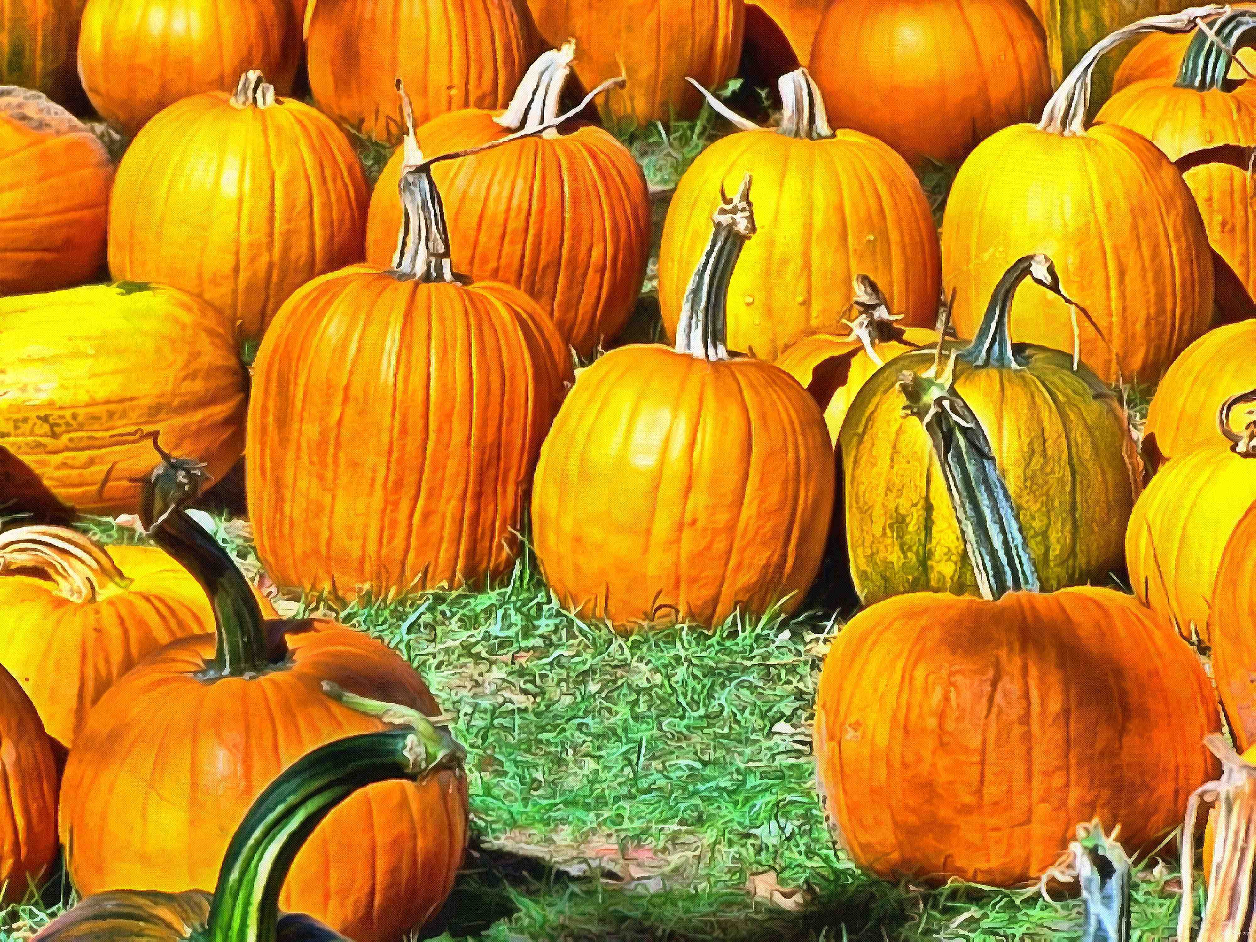 сelebration, pumpkin, holiday, lots of pumpkins, garden, spooky, halloween -  stock free photos, public domain images, download free images, free stock images, public domain