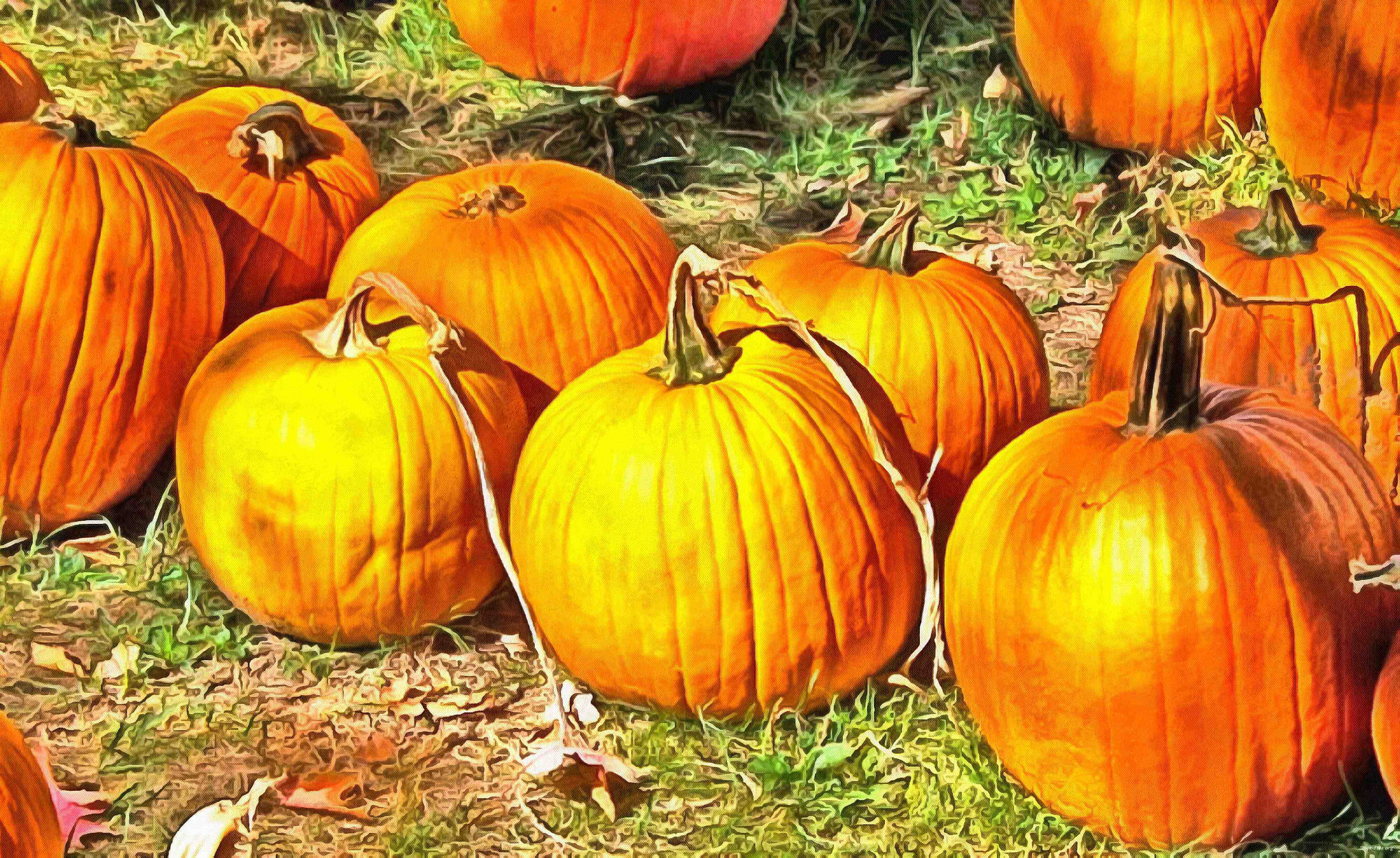 сelebration, pumpkin, holiday, lots of pumpkins, garden, spooky, halloween -  stock free photos, public domain images, download free images, free stock images, public domain