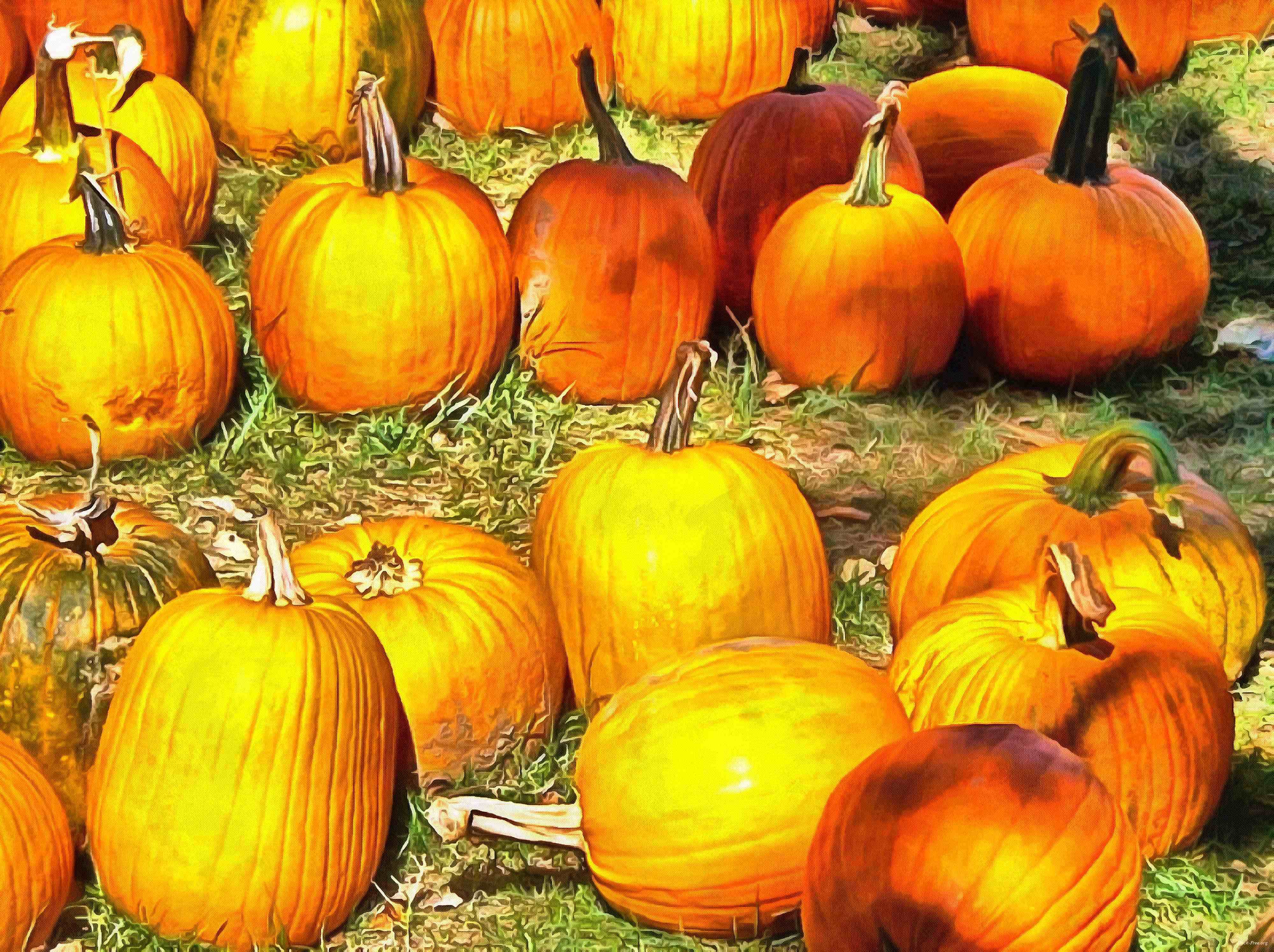 сelebration, pumpkin, holiday, lots of pumpkins, garden, spooky, halloween -  stock free photos, public domain images, download free images, free stock images, public domain