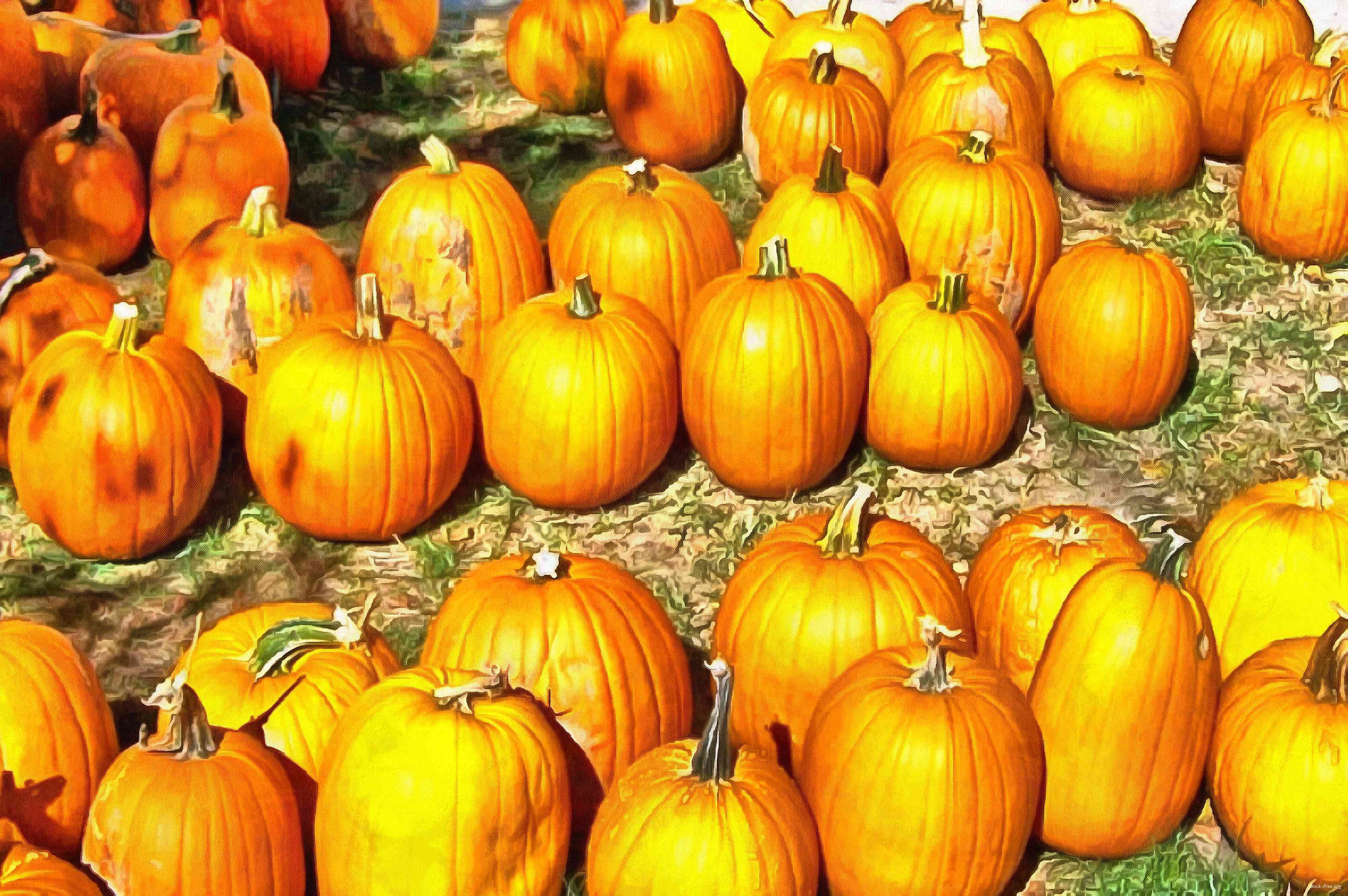 сelebration, pumpkin, holiday, lots of pumpkins, garden, spooky, halloween -  stock free photos, public domain images, download free images, free stock images, public domain