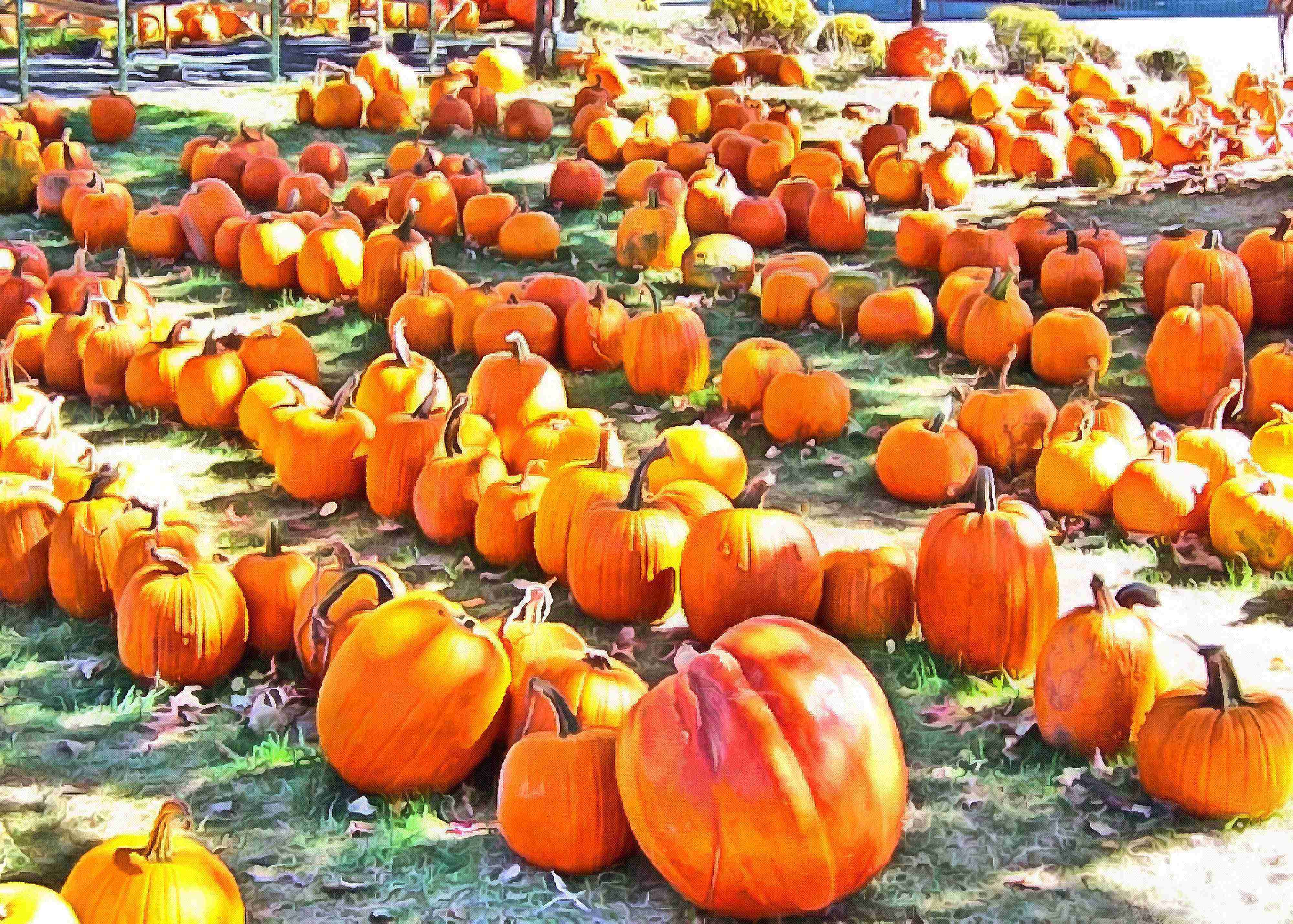 сelebration, pumpkin, holiday, lots of pumpkins, garden, spooky, halloween -  stock free photos, public domain images, download free images, free stock images, public domain