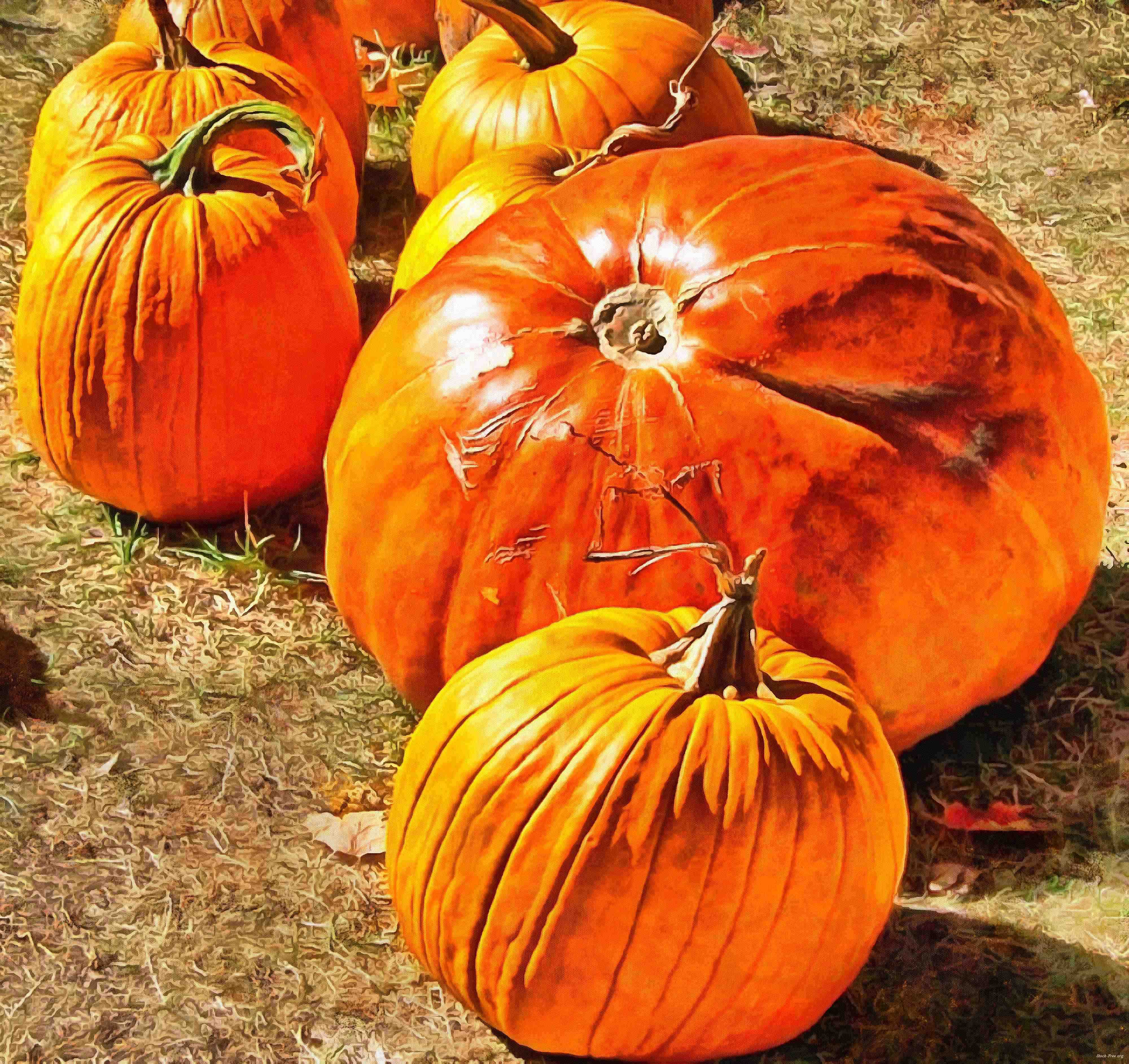 сelebration, pumpkin, holiday, lots of pumpkins, garden, spooky, halloween -  stock free photos, public domain images, download free images, free stock images, public domain