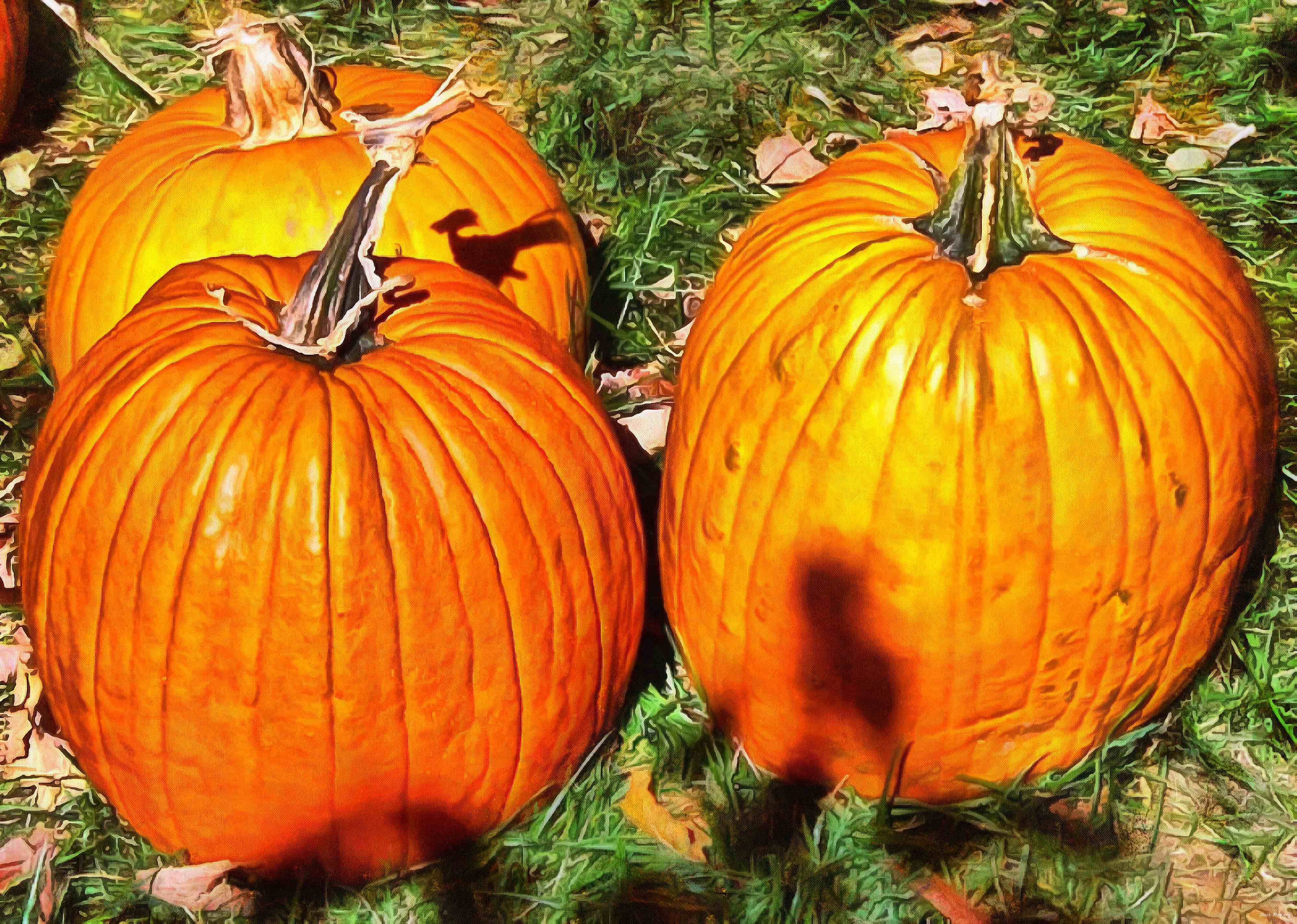 сelebration, pumpkin, holiday, lots of pumpkins, garden, spooky, halloween -  stock free photos, public domain images, download free images, free stock images, public domain