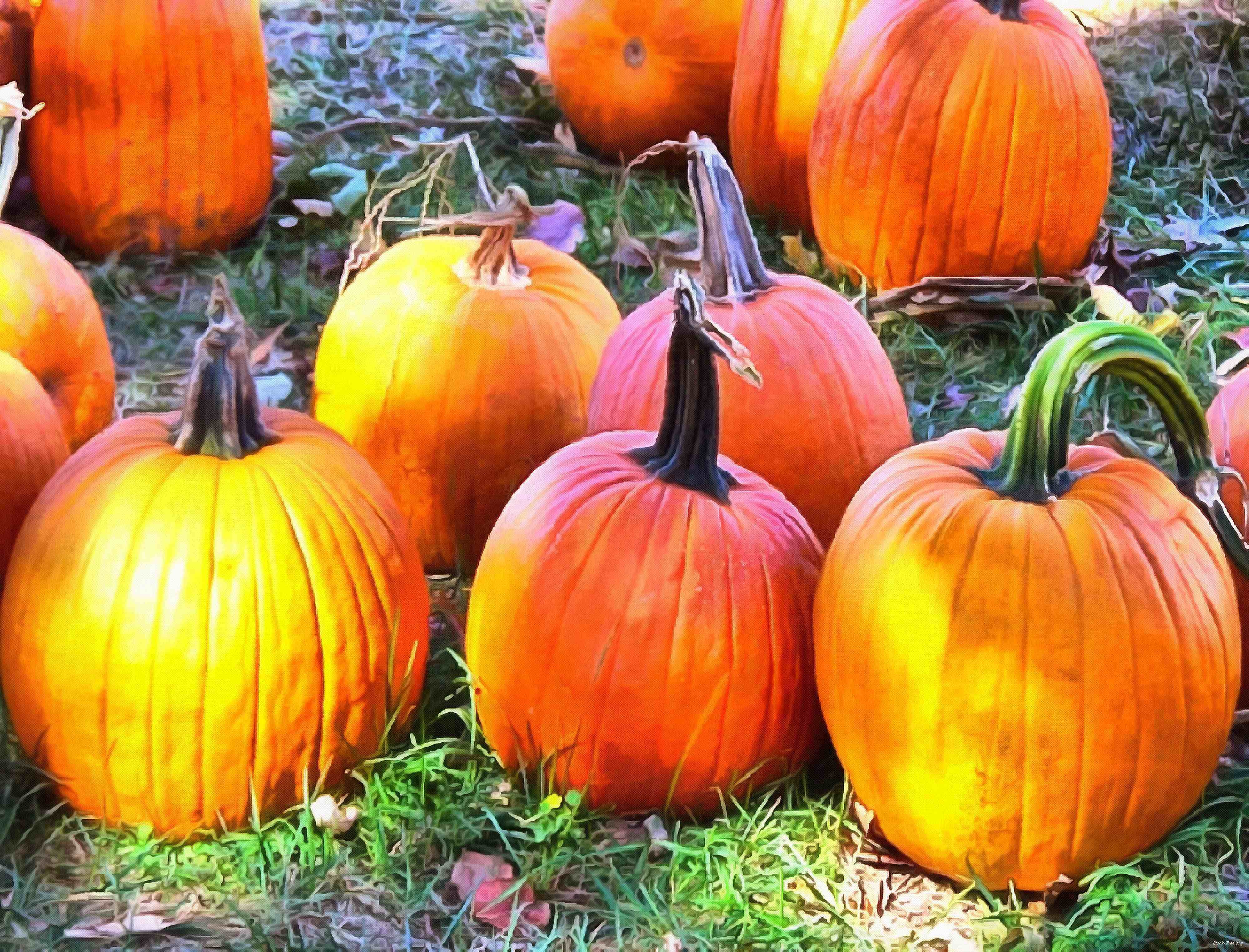 сelebration, pumpkin, holiday, lots of pumpkins, garden, spooky, halloween -  stock free photos, public domain images, download free images, free stock images, public domain