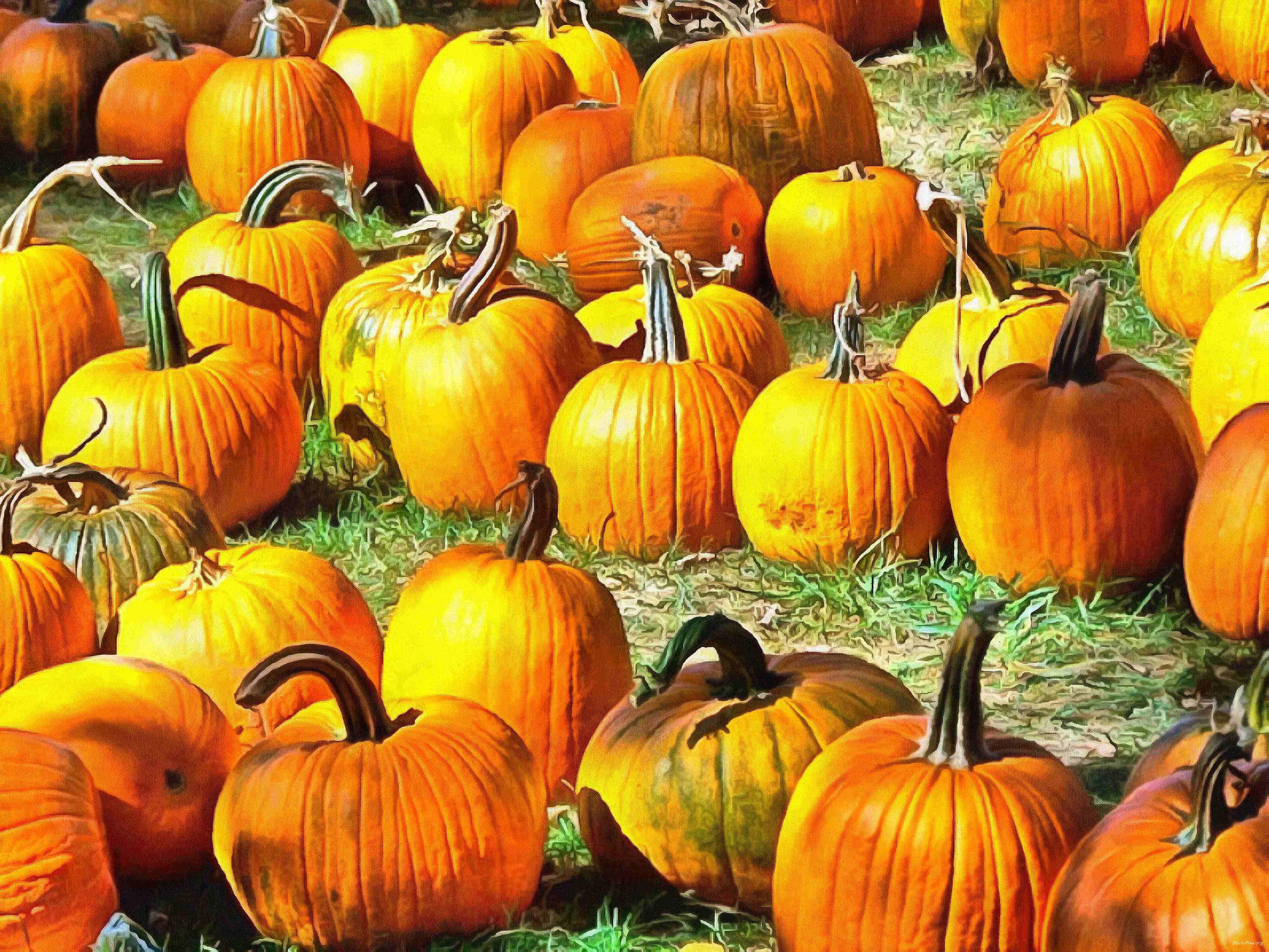 сelebration, pumpkin, holiday, lots of pumpkins, garden, spooky, halloween -  stock free photos, public domain images, download free images, free stock images, public domain