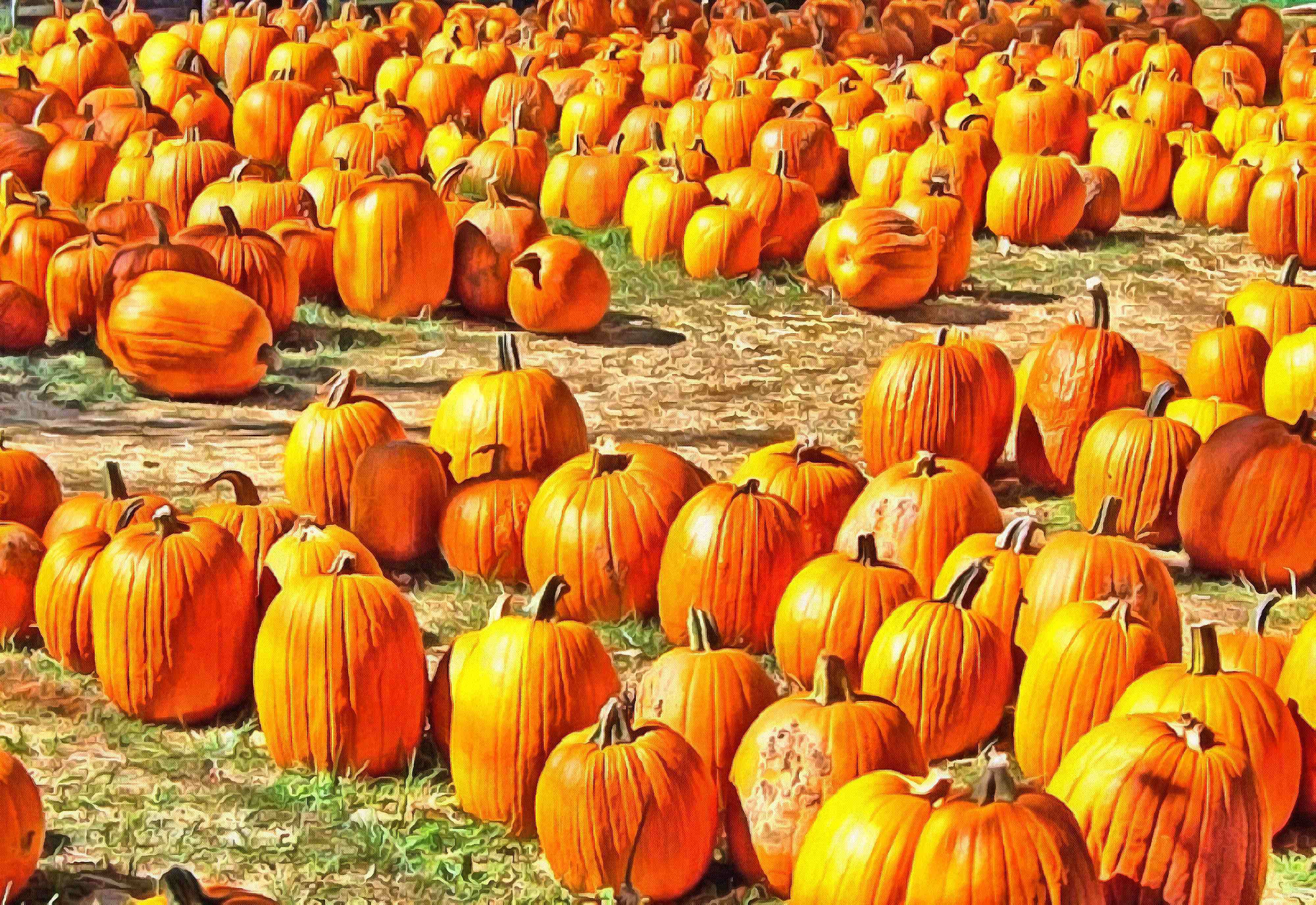 сelebration, pumpkin, holiday, lots of pumpkins, garden, spooky, halloween -  stock free photos, public domain images, download free images, free stock images, public domain