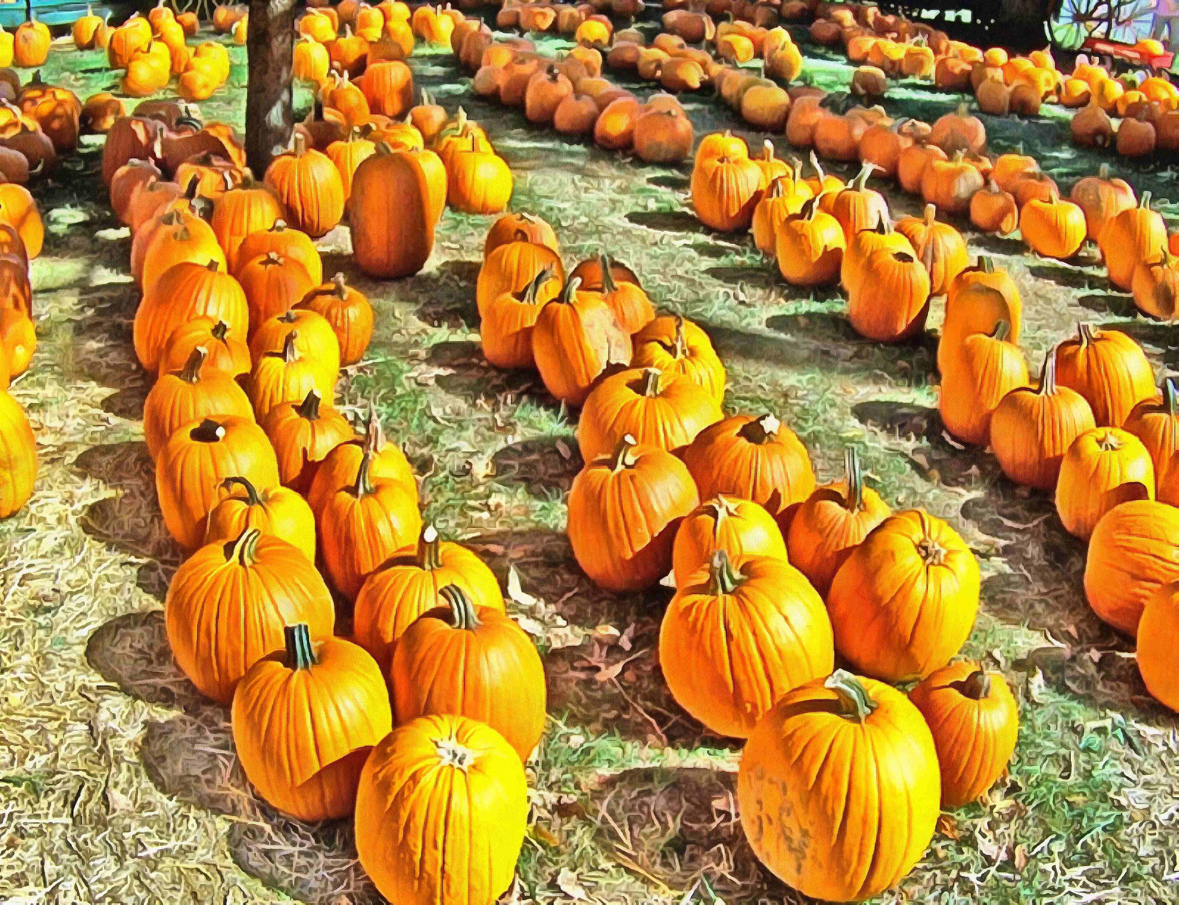 сelebration, pumpkin, holiday, lots of pumpkins, garden, spooky, halloween -  stock free photos, public domain images, download free images, free stock images, public domain