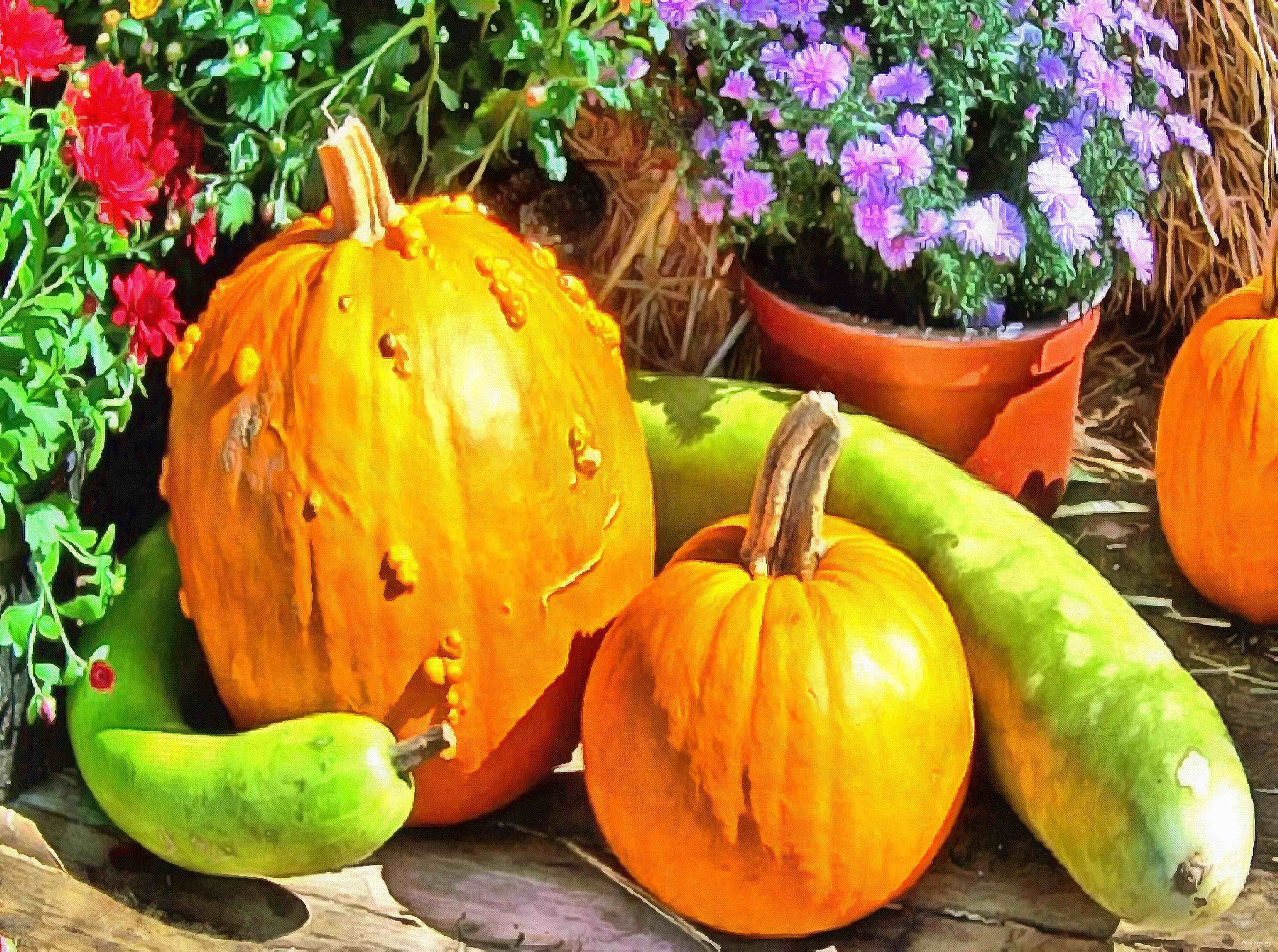 сelebration, pumpkin, holiday, lots of pumpkins, garden, spooky, halloween -  stock free photos, public domain images, download free images, free stock images, public domain