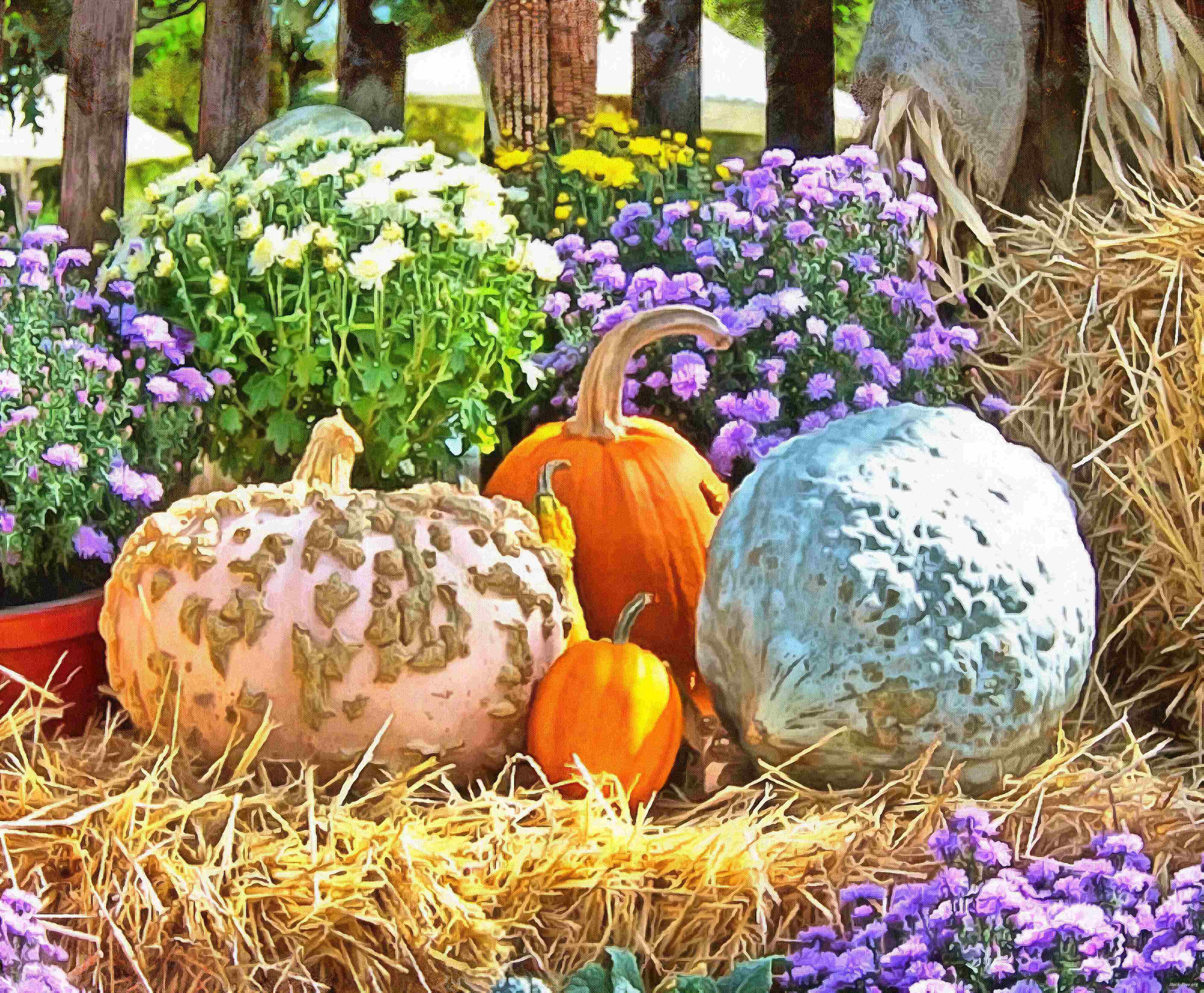 сelebration, pumpkin, holiday, lots of pumpkins, garden, spooky, halloween -  stock free photos, public domain images, download free images, free stock images, public domain