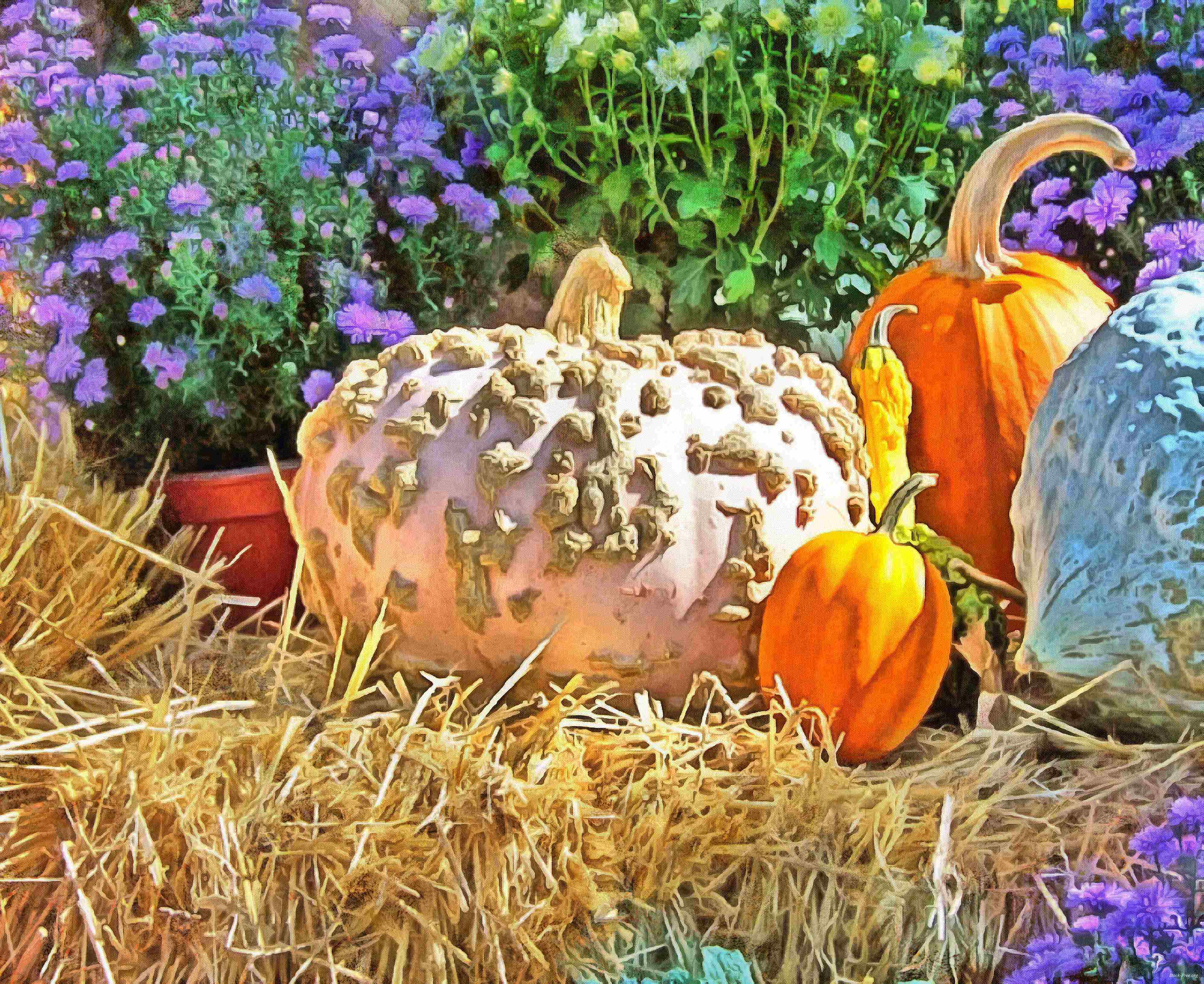 сelebration, pumpkin, holiday, lots of pumpkins, garden, spooky, halloween -  stock free photos, public domain images, download free images, free stock images, public domain