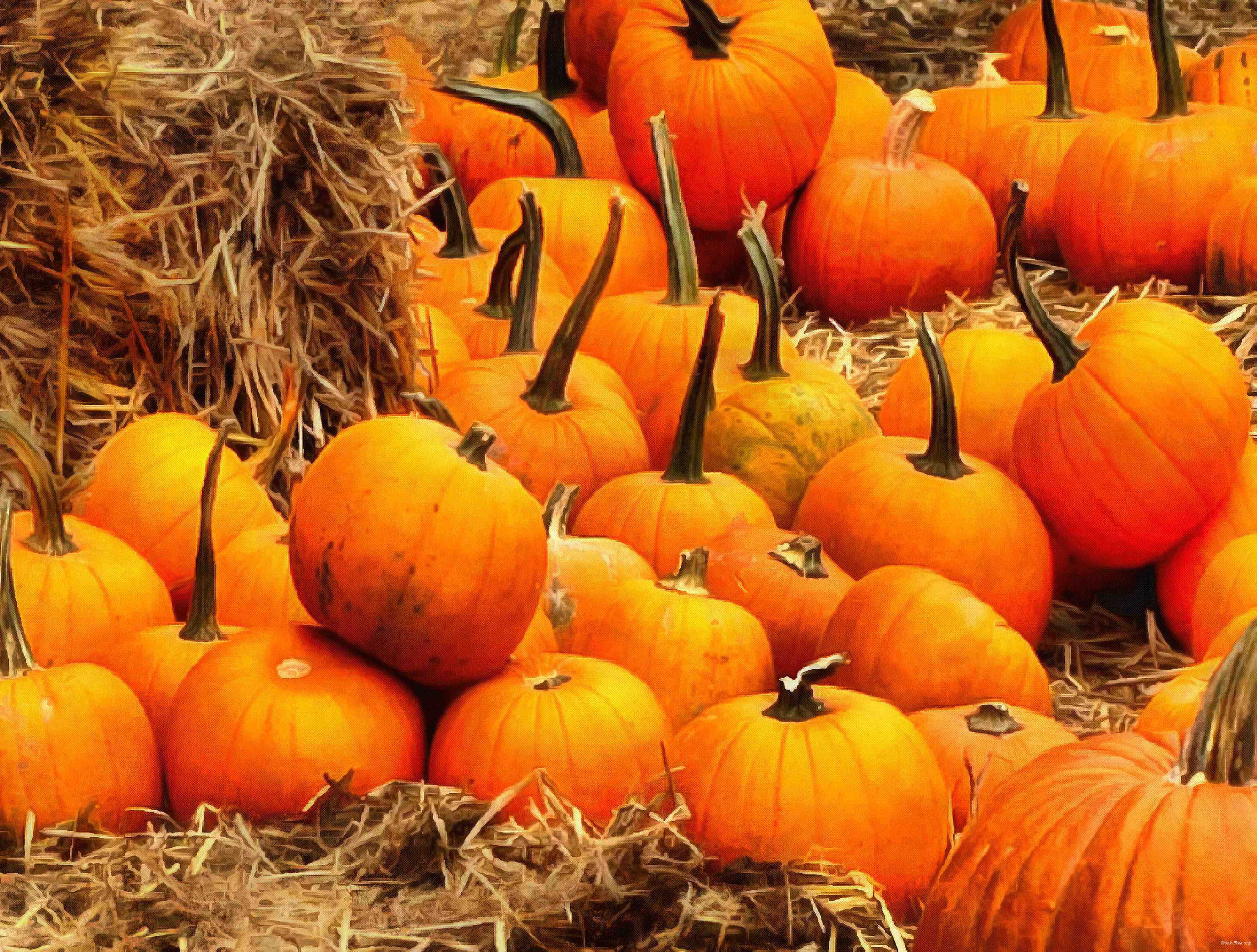 сelebration, pumpkin, holiday, lots of pumpkins, garden, spooky, halloween -  stock free photos, public domain images, download free images, free stock images, public domain