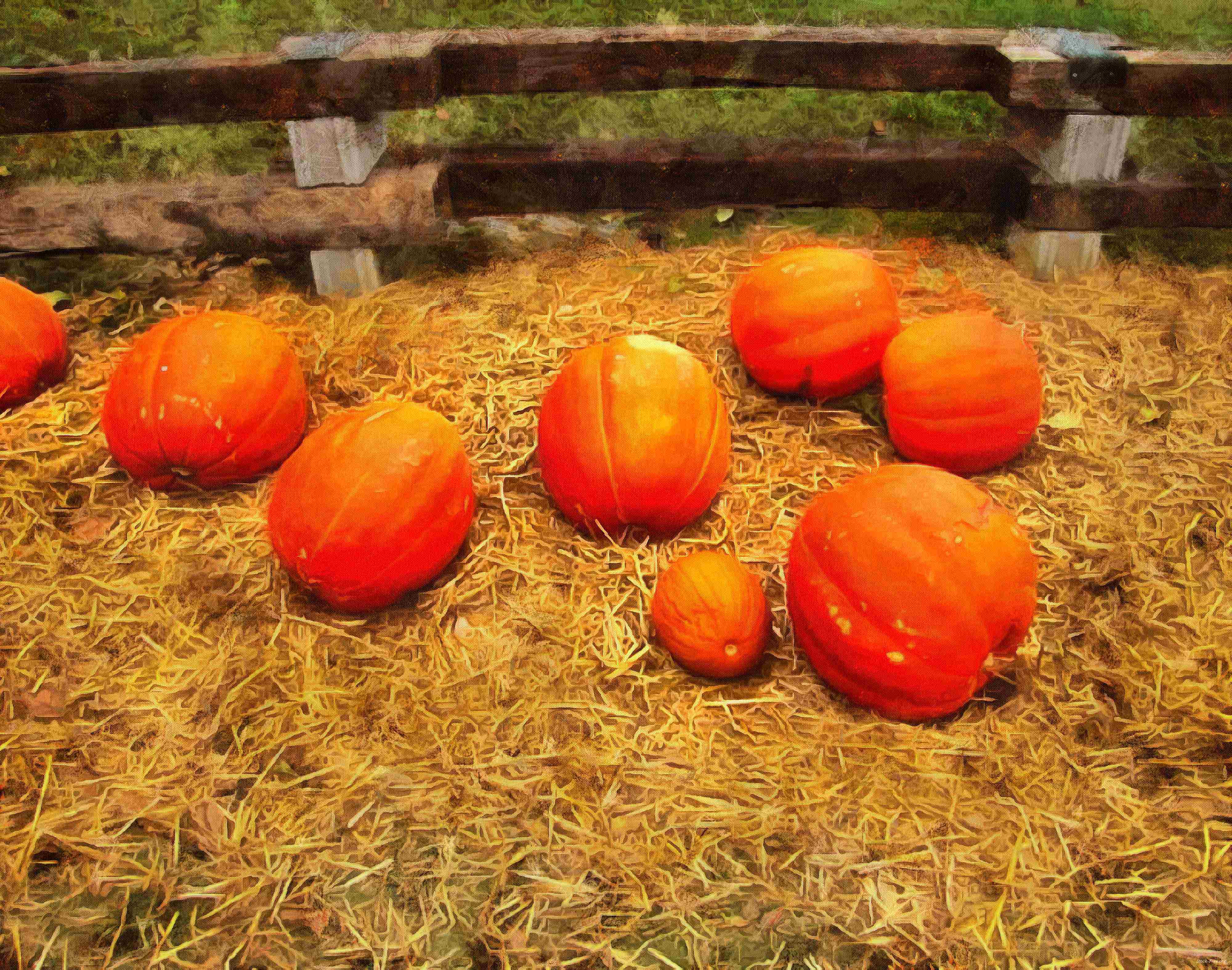 сelebration, pumpkin, holiday, lots of pumpkins, garden, spooky, halloween -  stock free photos, public domain images, download free images, free stock images, public domain