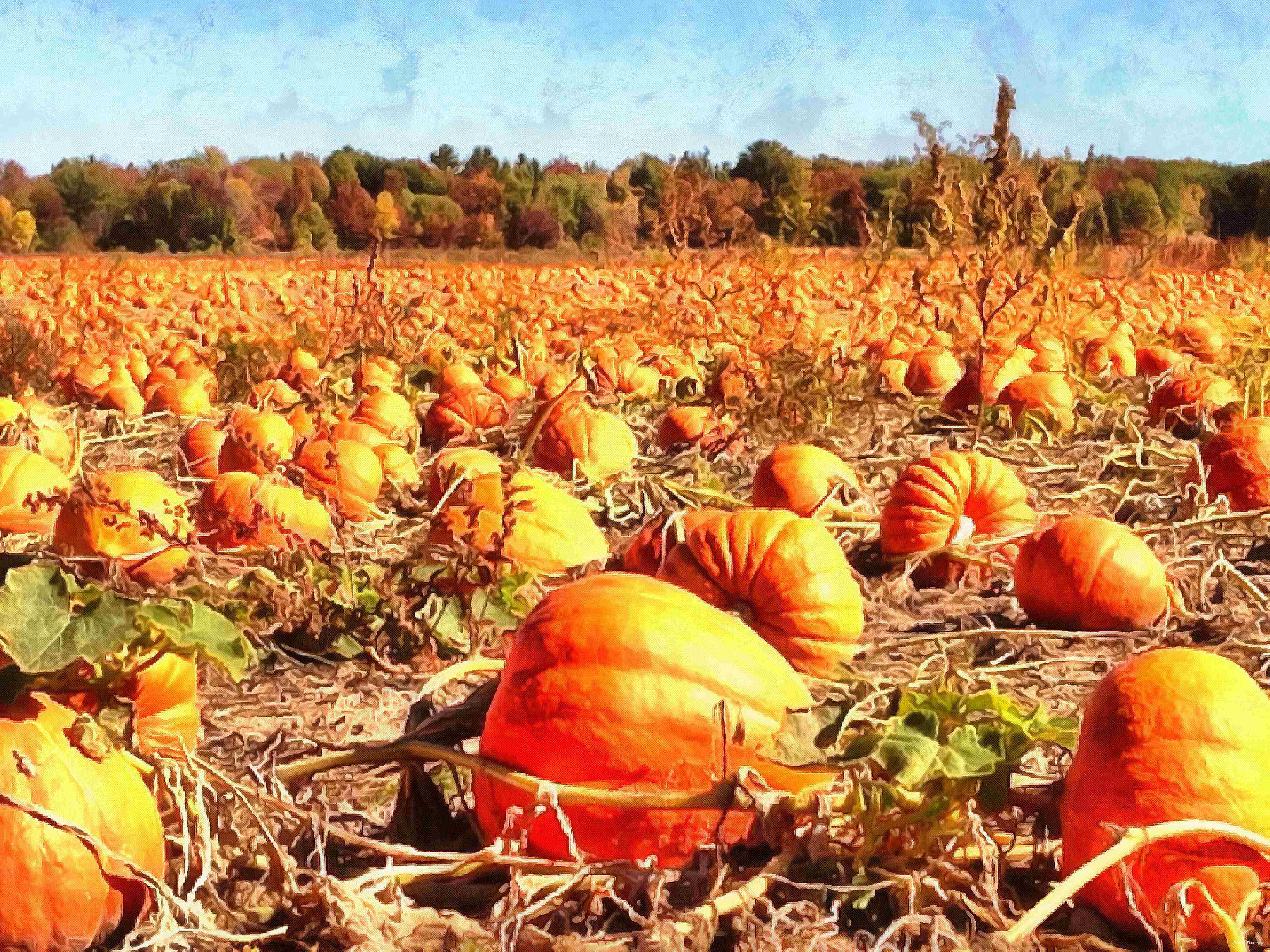 сelebration, pumpkin, holiday, lots of pumpkins, garden, spooky, halloween -  stock free photos, public domain images, download free images, free stock images, public domain