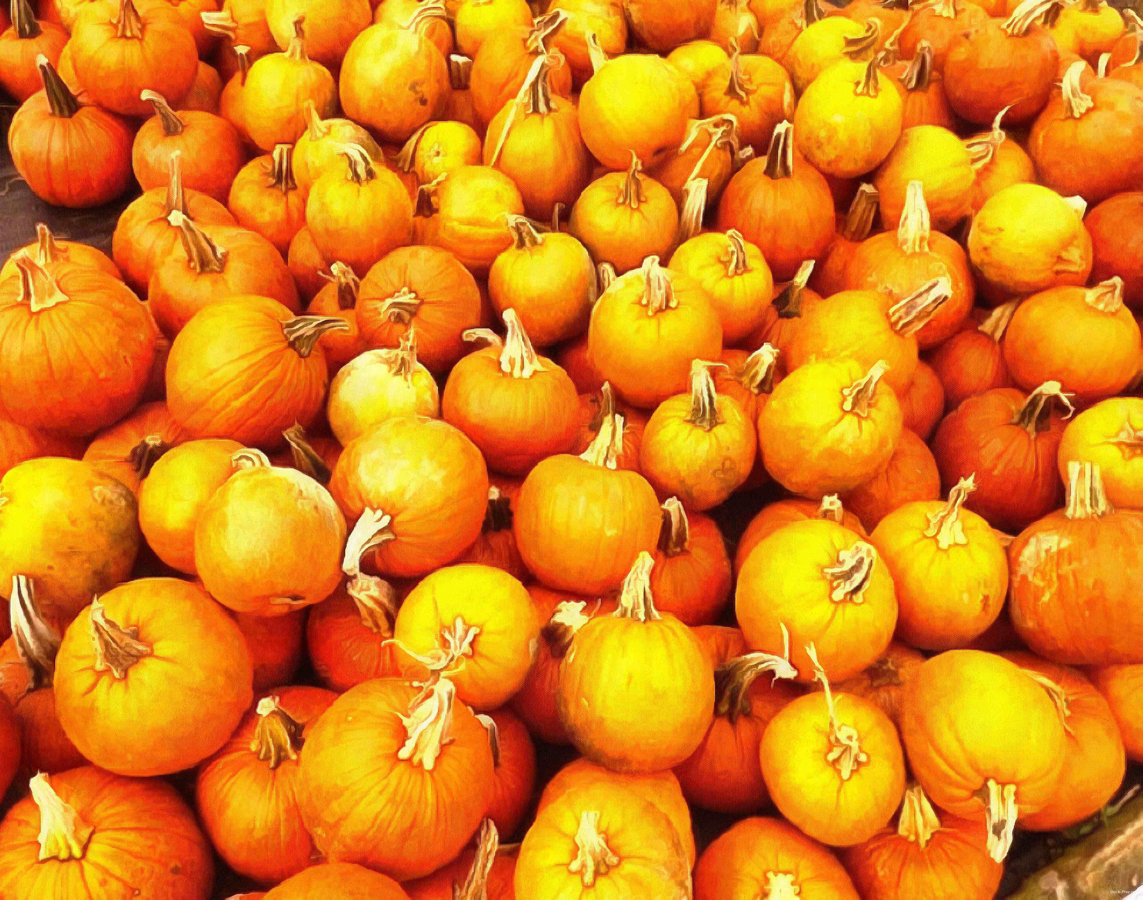 сelebration, pumpkin, holiday, lots of pumpkins, garden, spooky, halloween -  stock free photos, public domain images, download free images, free stock images, public domain