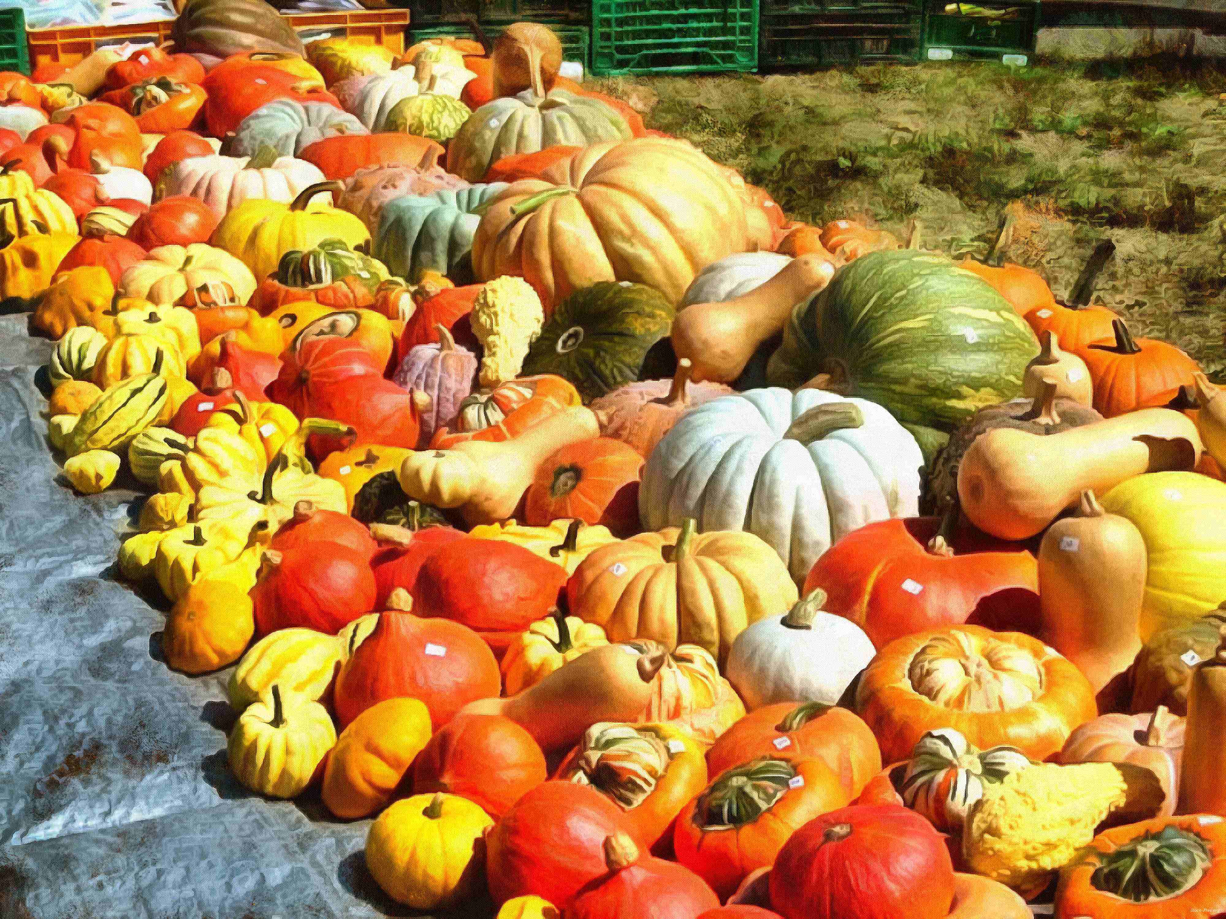 сelebration, pumpkin, holiday, lots of pumpkins, garden, spooky, halloween -  stock free photos, public domain images, download free images, free stock images, public domain