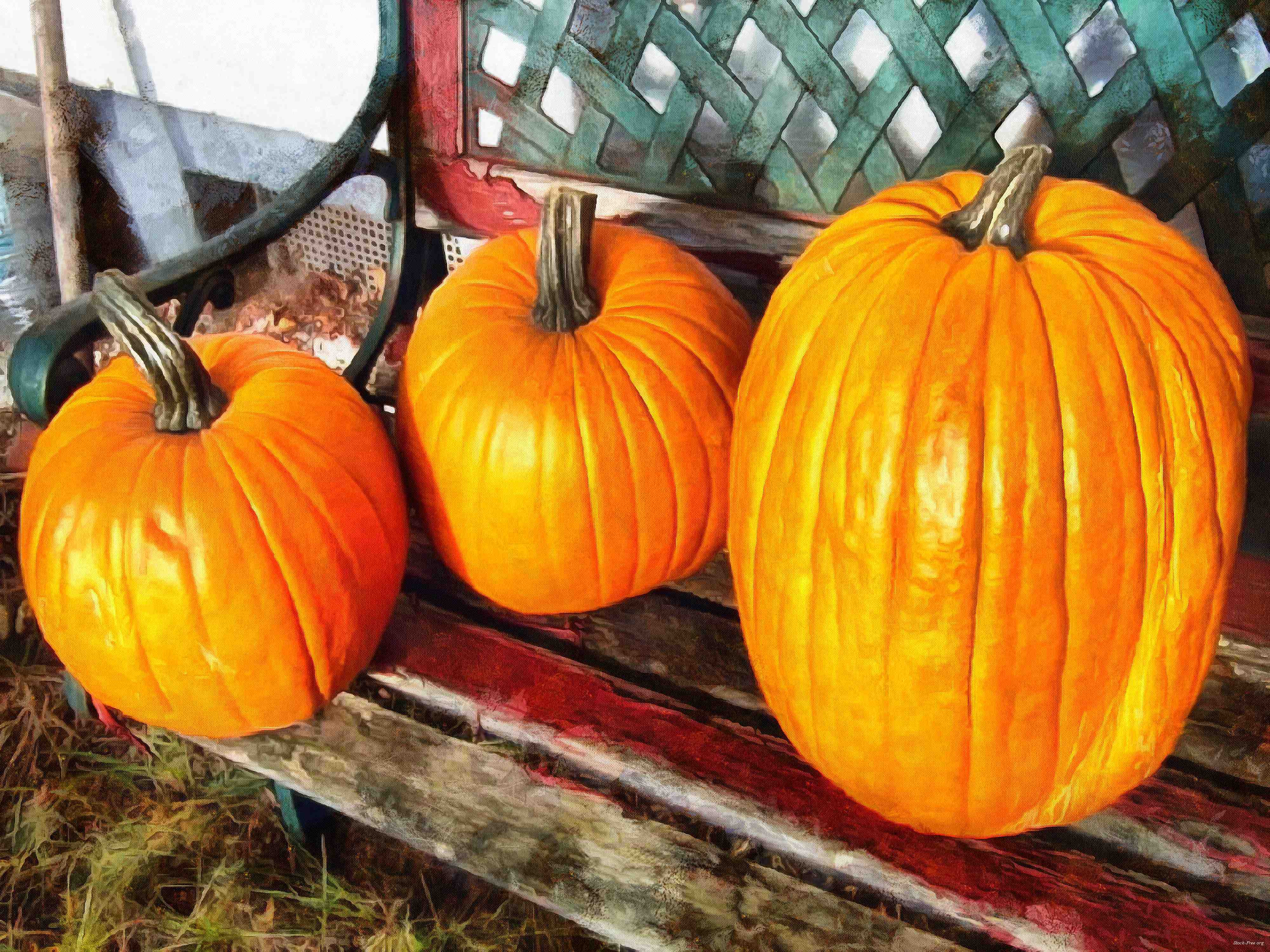 сelebration, pumpkin, holiday, lots of pumpkins, garden, spooky, halloween -  stock free photos, public domain images, download free images, free stock images, public domain