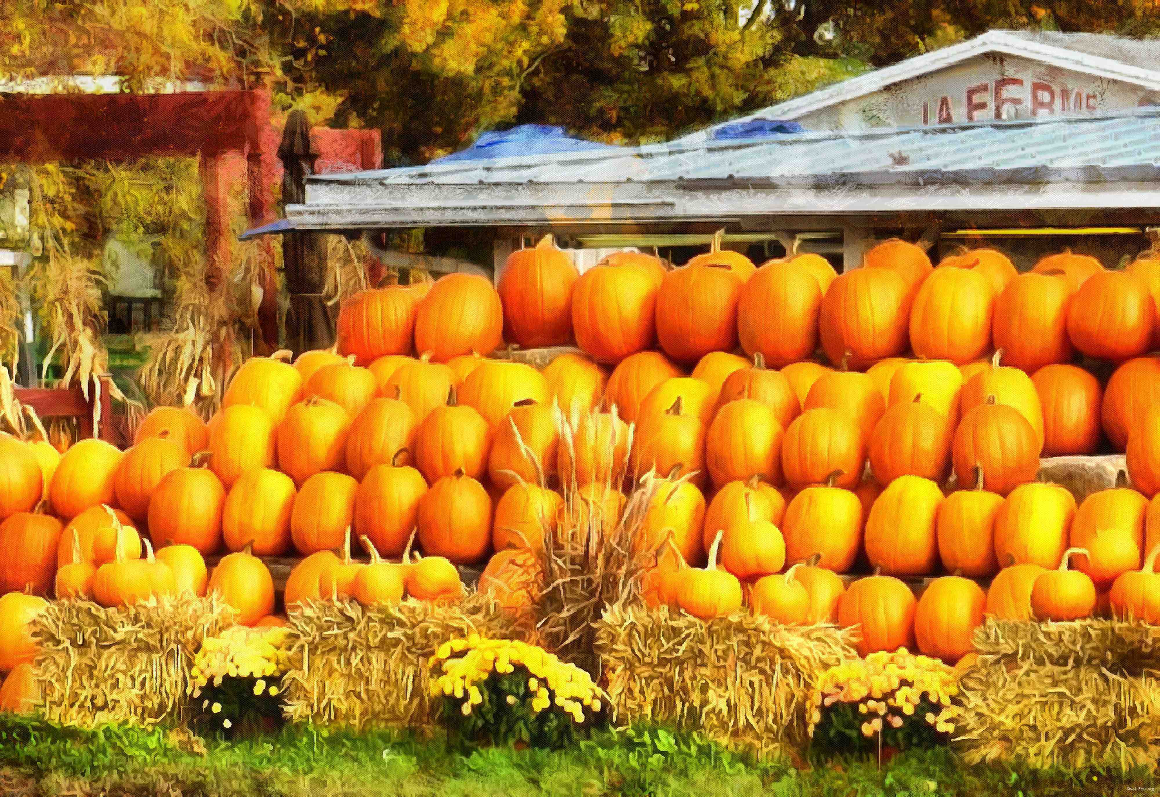 pumpkin, trade, tray, stall, holiday, lots of pumpkins, garden, spooky ...