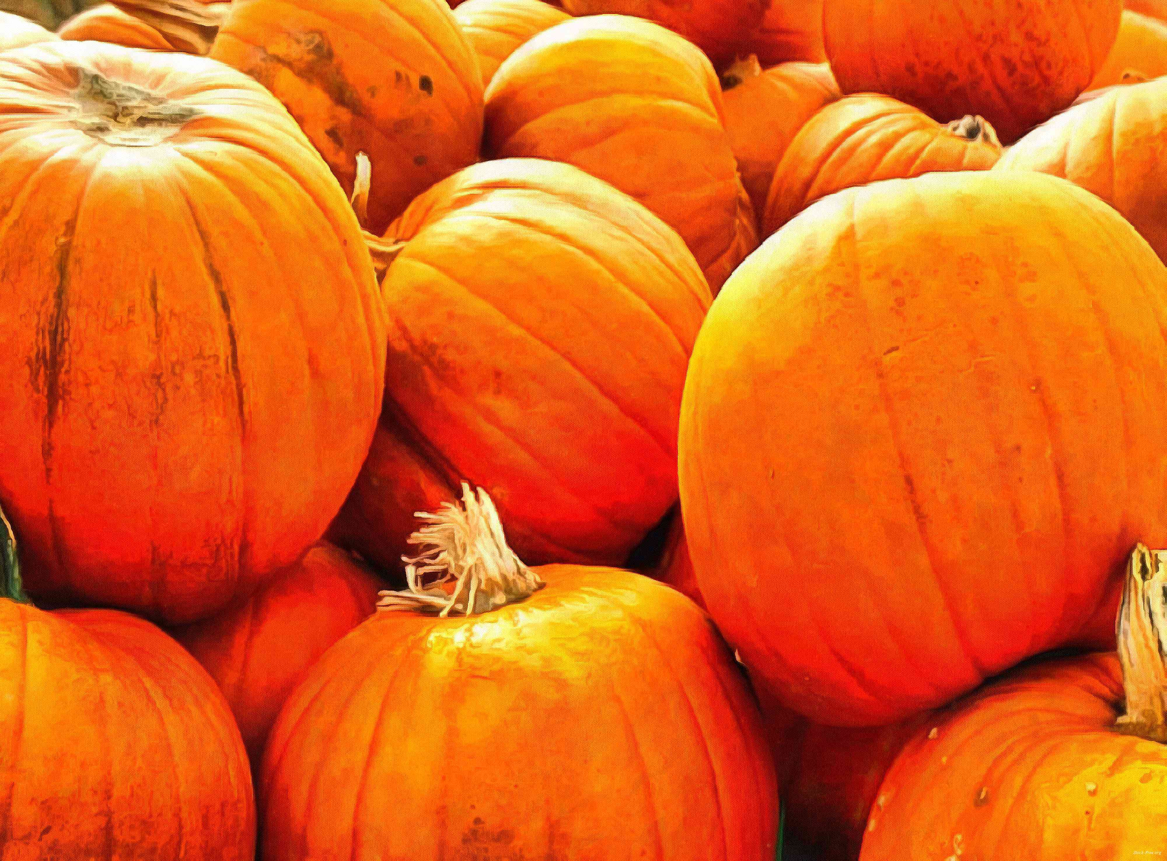 pumpkin, wheelbarrow, cart, trade, tray, stall, holiday, lots of pumpkins, garden, spooky, halloween -  stock free photos, public domain images, download free images, free stock images, public domain