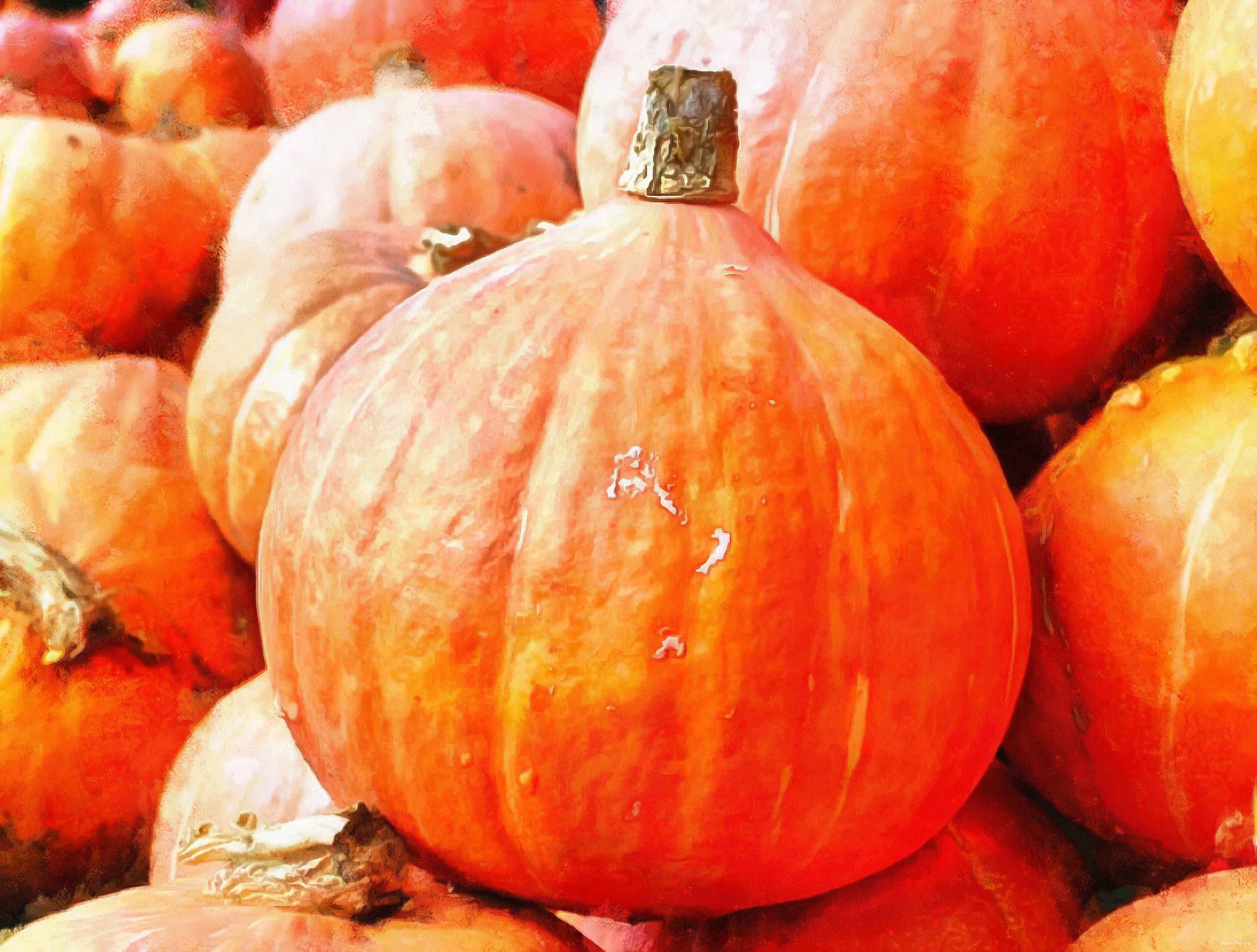 pumpkin, wheelbarrow, cart, trade, tray, stall, holiday, lots of pumpkins, garden, spooky, halloween -  stock free photos, public domain images, download free images, free stock images, public domain