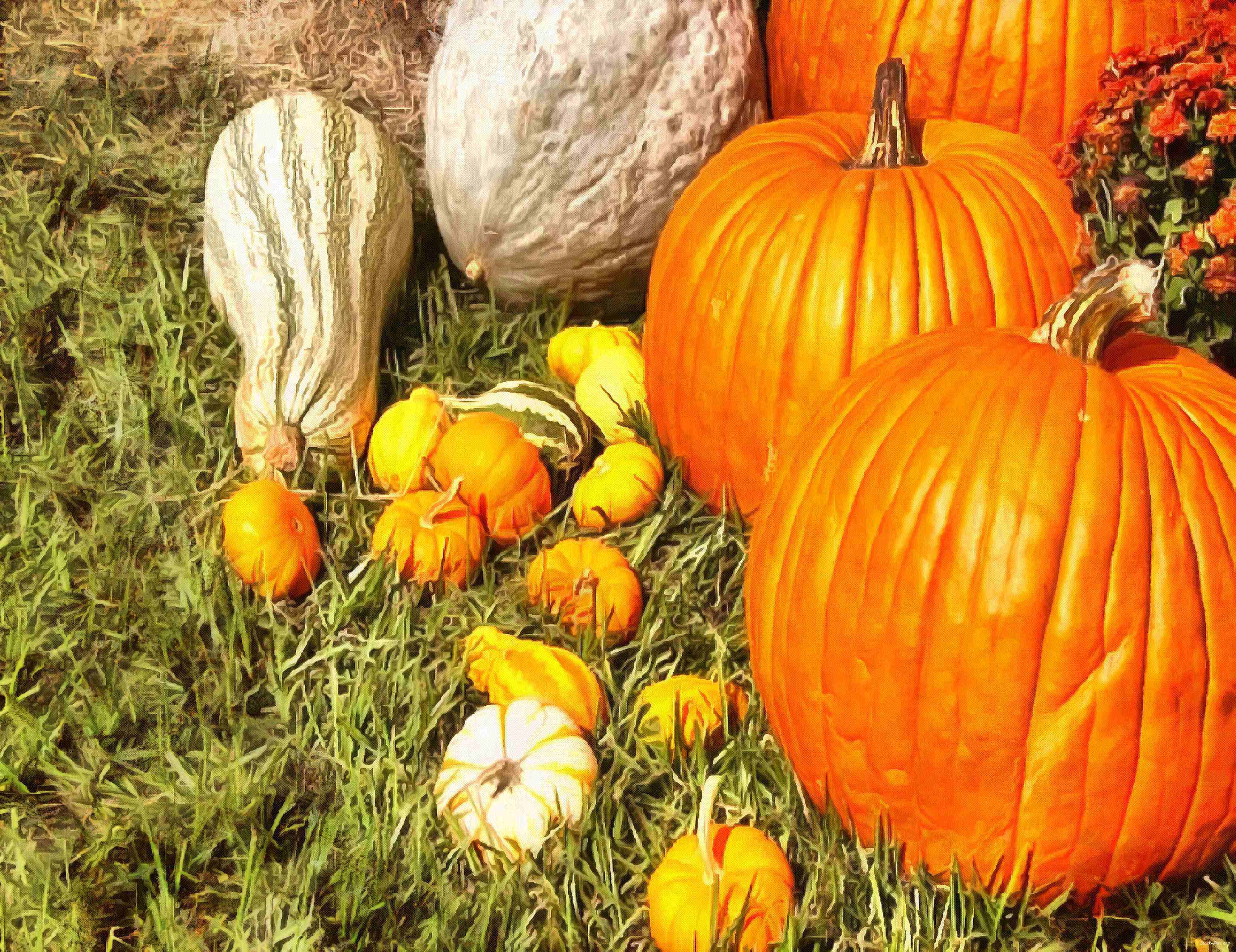 pumpkin, wheelbarrow, cart, trade, tray, stall, holiday, lots of pumpkins, garden, spooky, halloween -  stock free photos, public domain images, download free images, free stock images, public domain