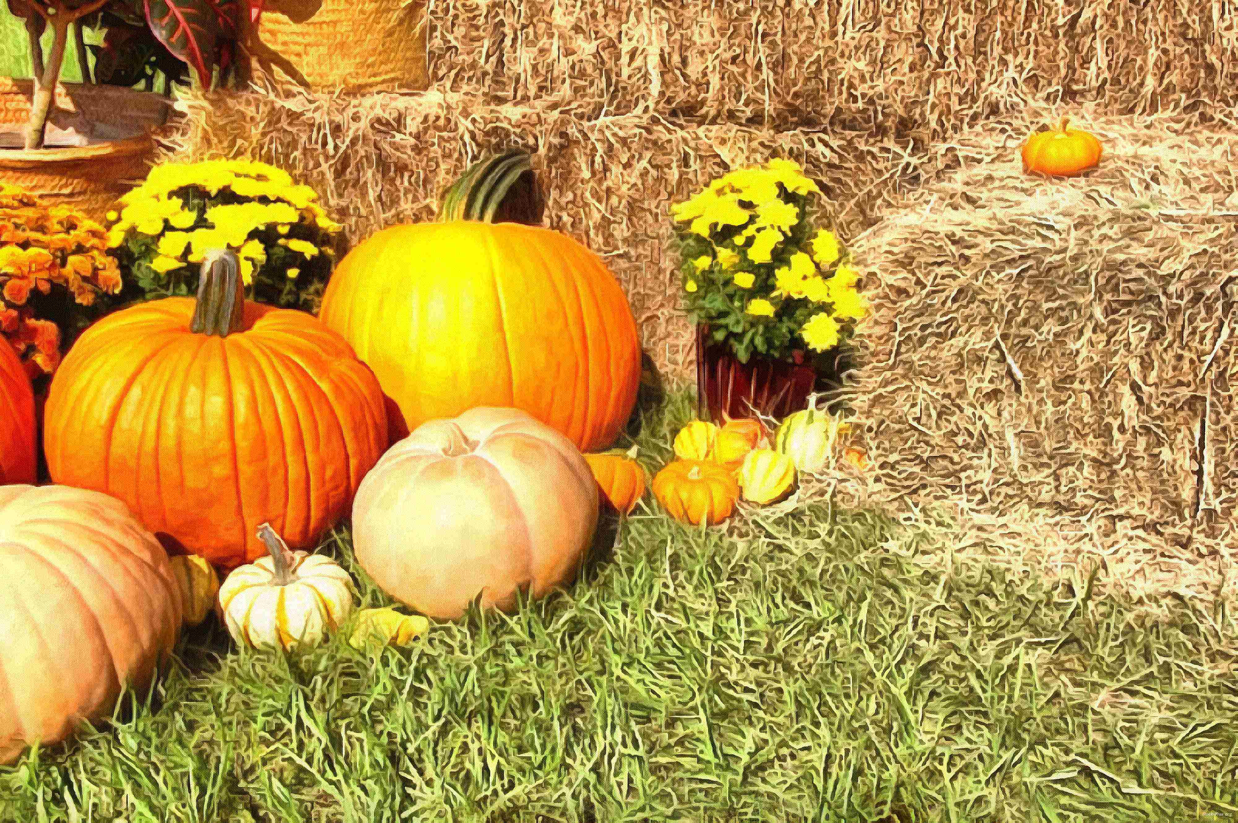 pumpkin, wheelbarrow, cart, trade, tray, stall, holiday, lots of pumpkins, garden, spooky, halloween -  stock free photos, public domain images, download free images, free stock images, public domain