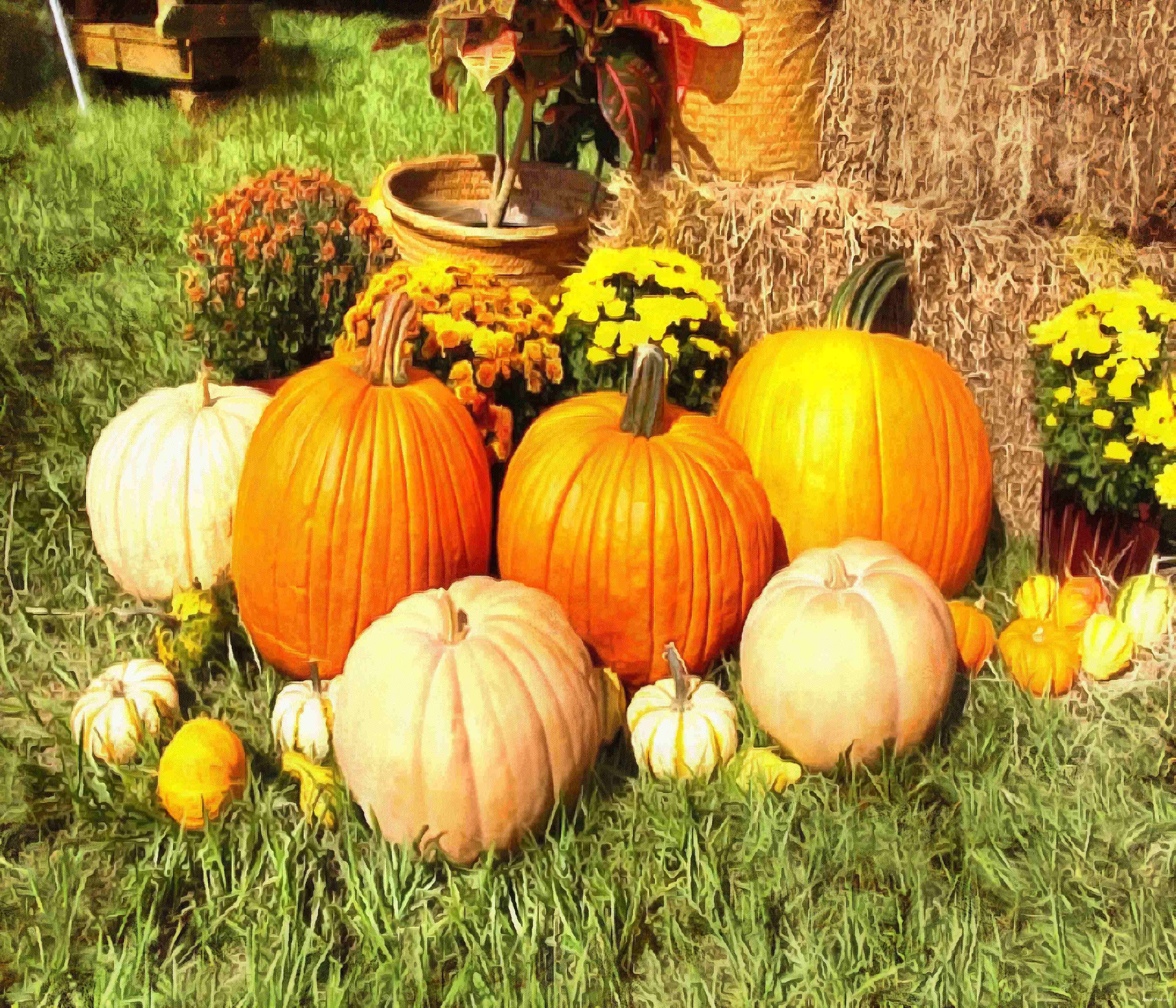 pumpkin, wheelbarrow, cart, trade, tray, stall, holiday, lots of pumpkins, garden, spooky, halloween -  stock free photos, public domain images, download free images, free stock images, public domain