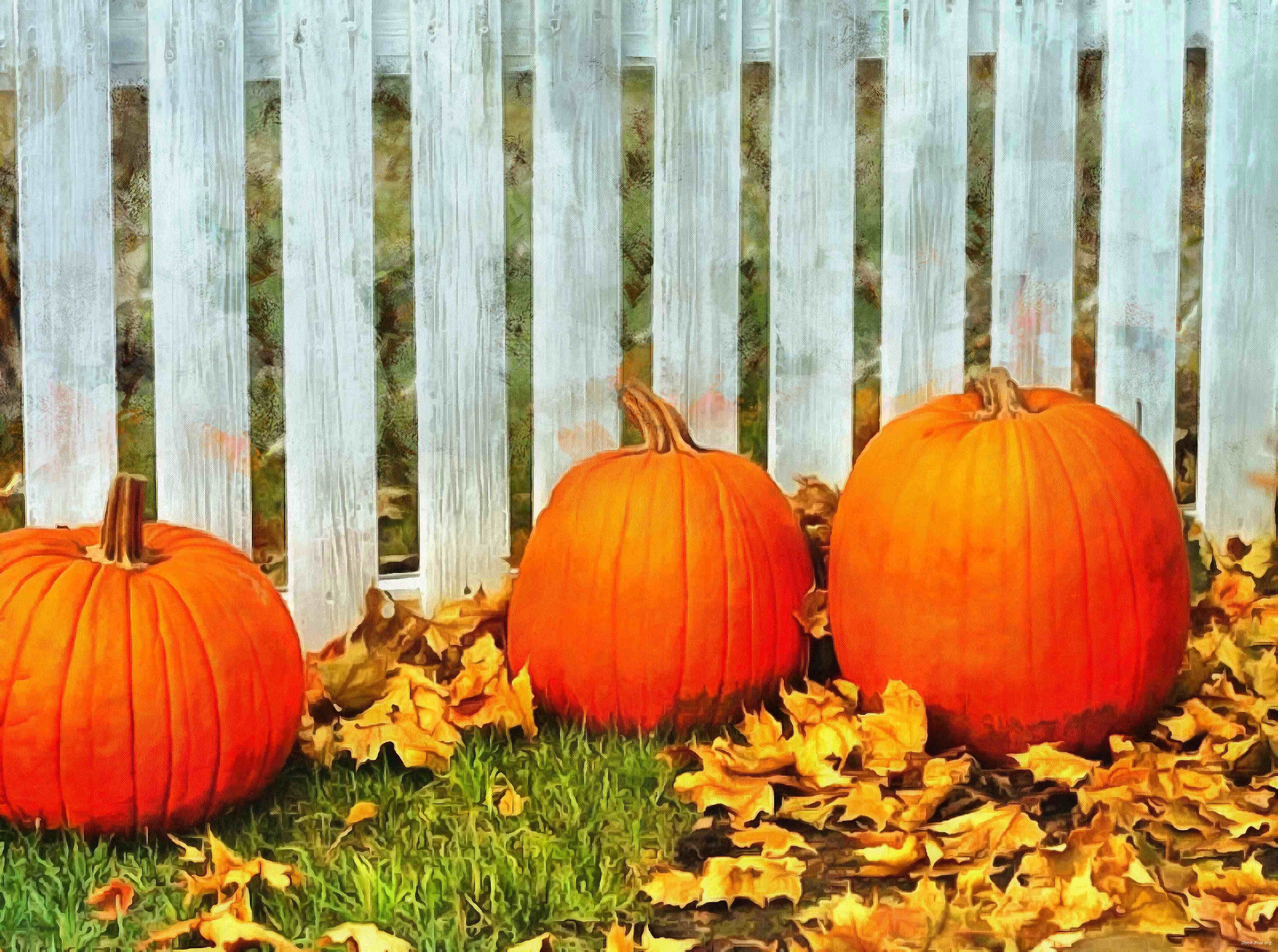 pumpkin, wheelbarrow, cart, trade, tray, stall, holiday, lots of pumpkins, garden, spooky, halloween -  stock free photos, public domain images, download free images, free stock images, public domain