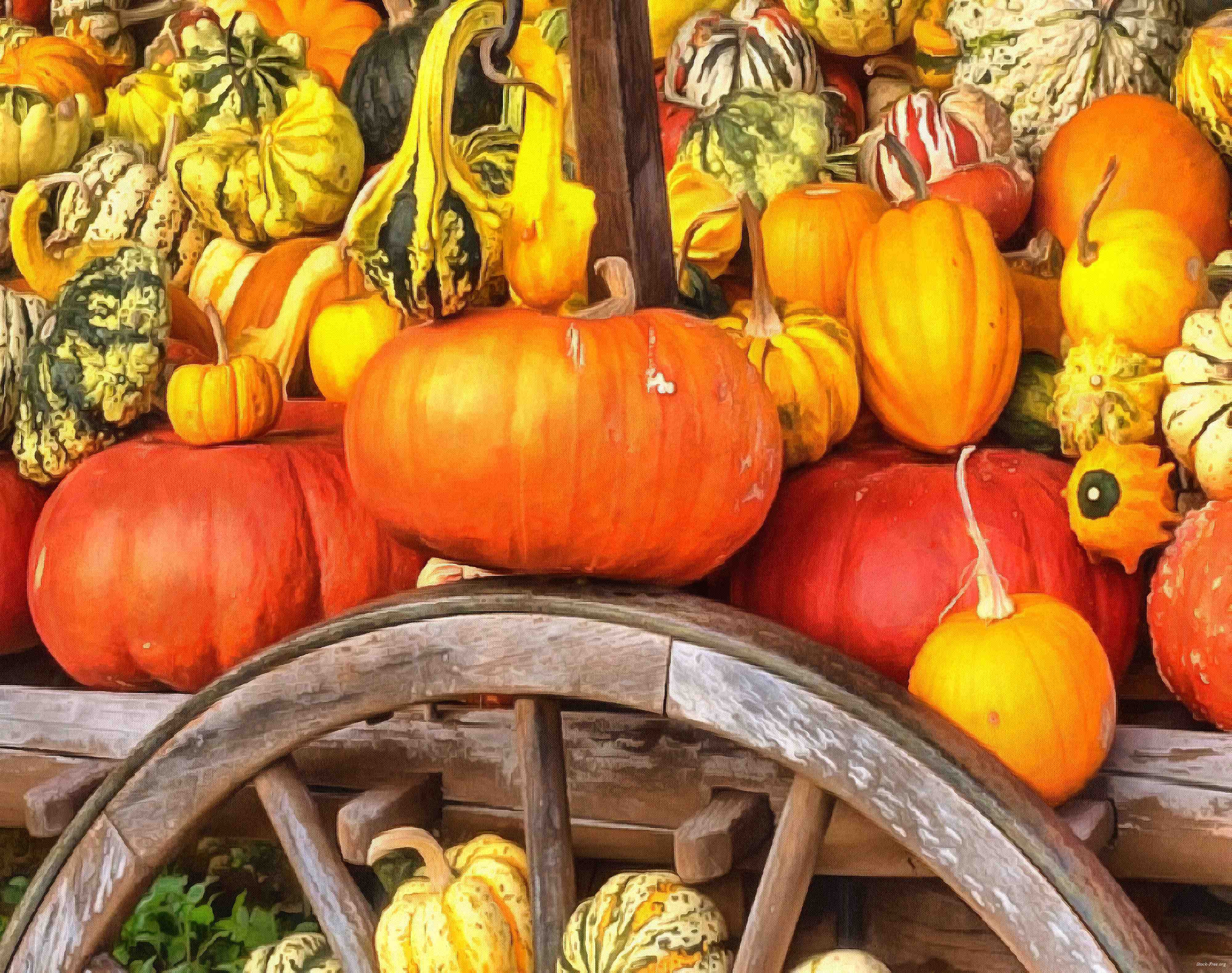 pumpkin, holiday, lots of pumpkins, garden, spooky, trick or treet, halloween -  stock free photos, public domain images, download free images, free stock images, public domain