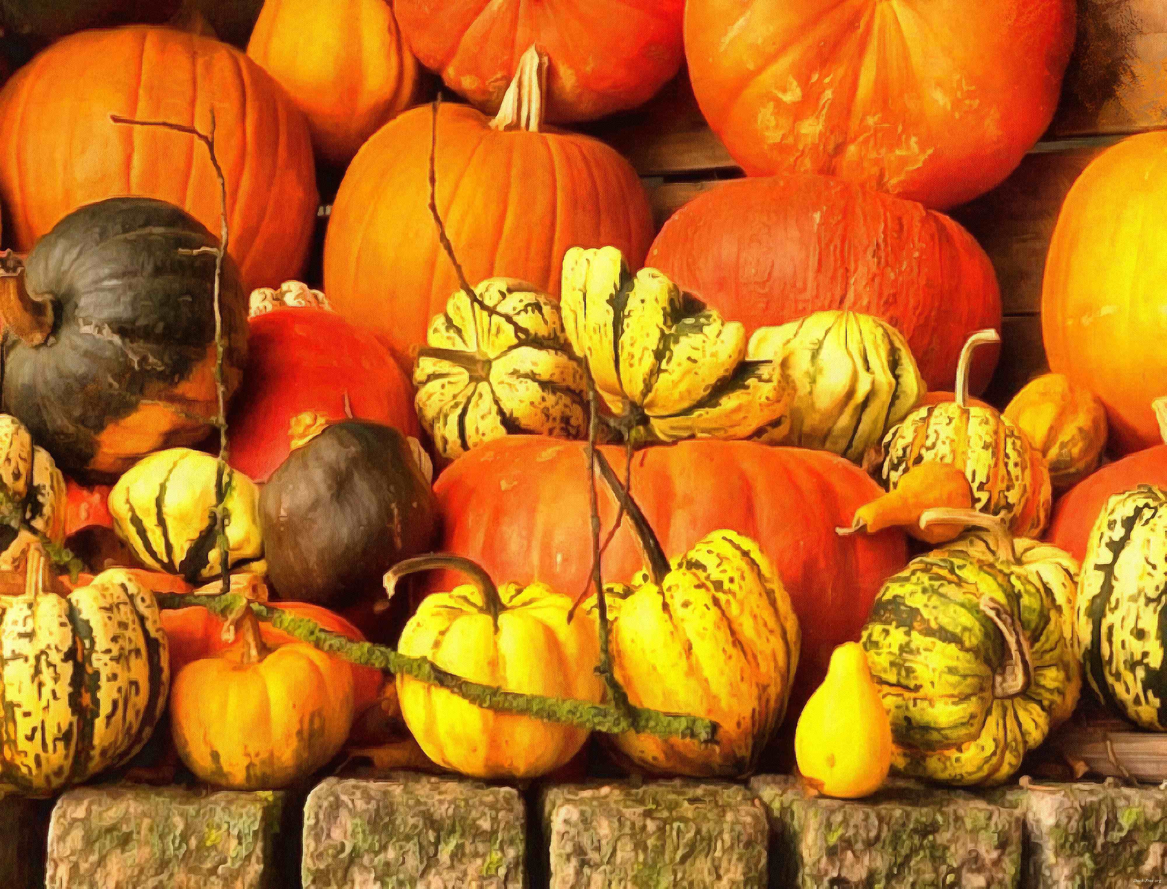 pumpkin, holiday, lots of pumpkins, garden, spooky, trick or treet, halloween -  stock free photos, public domain images, download free images, free stock images, public domain