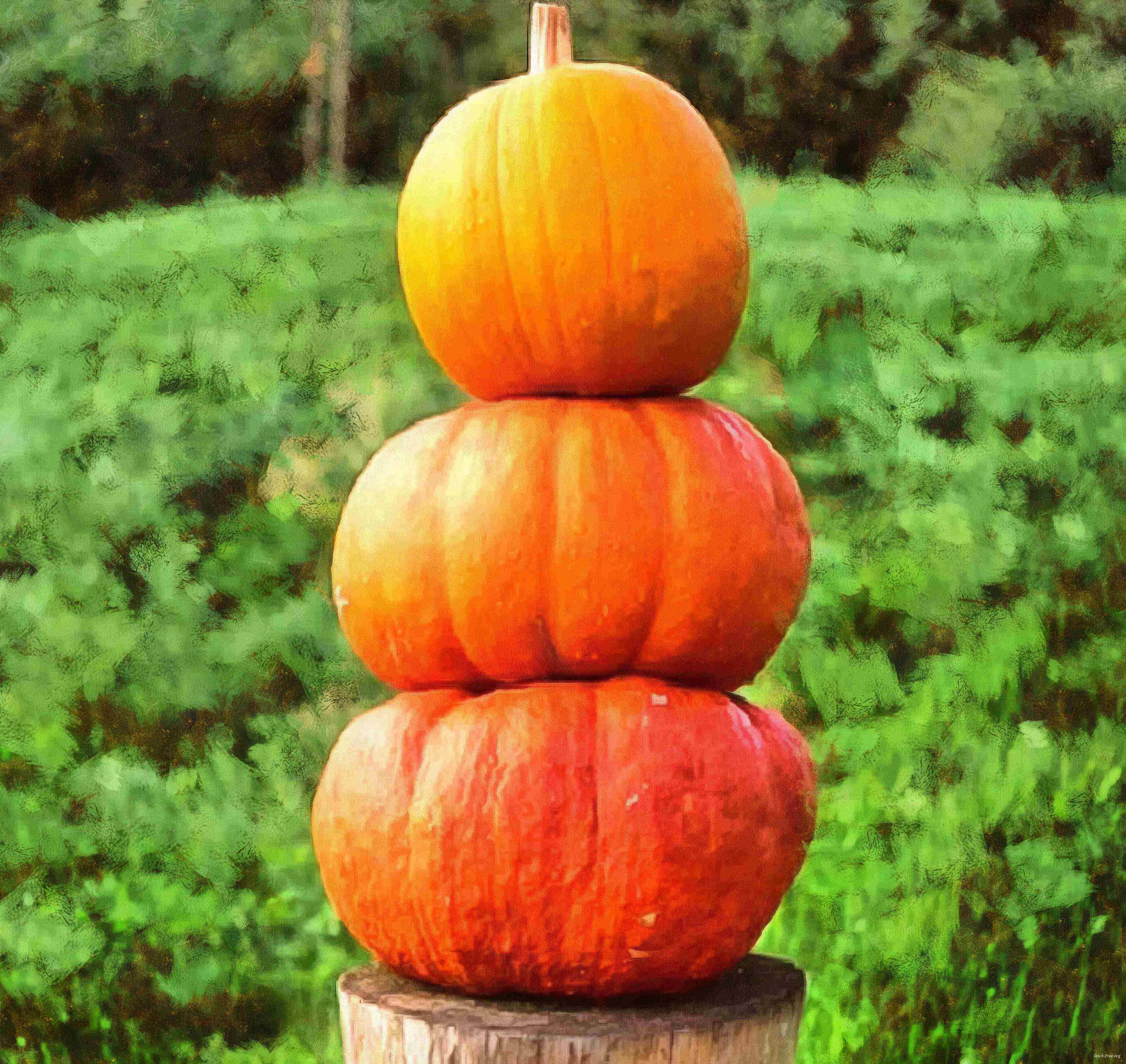 pumpkin, holiday, lots of pumpkins, garden, spooky, trick or treet, halloween -  stock free photos, public domain images, download free images, free stock images, public domain